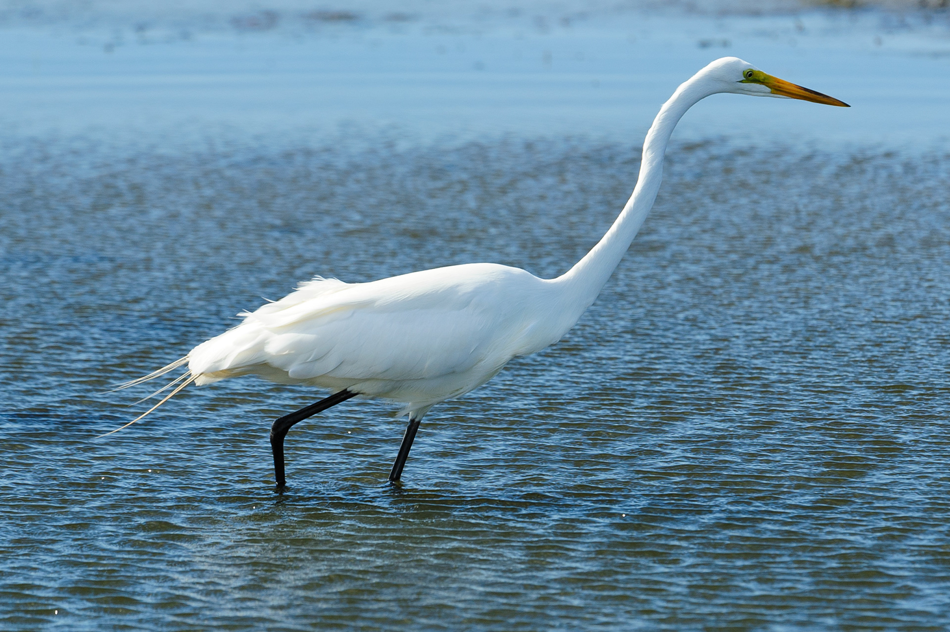 Great Egret, Assateague Island National Seashore