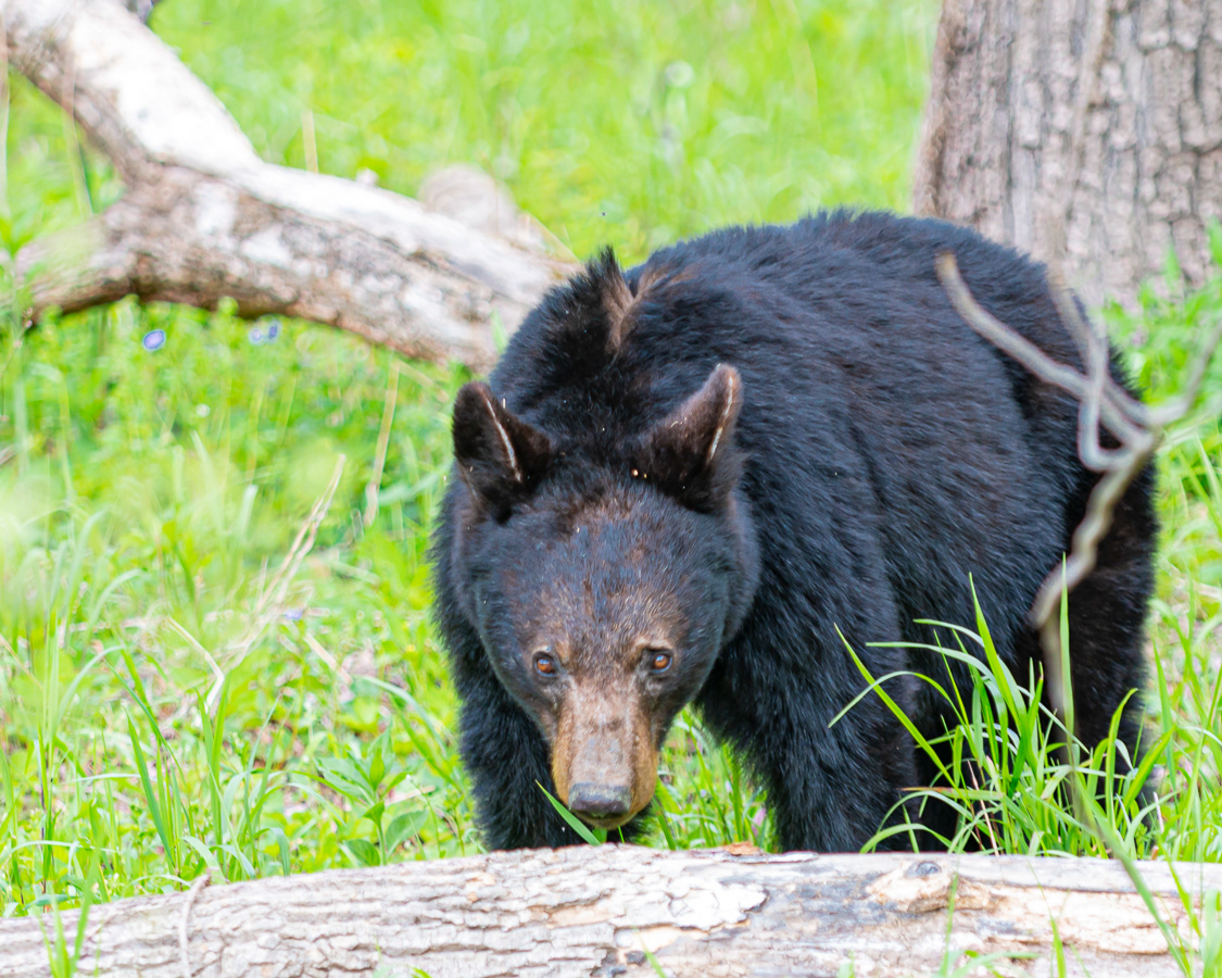 Black Bear, Cades Cove