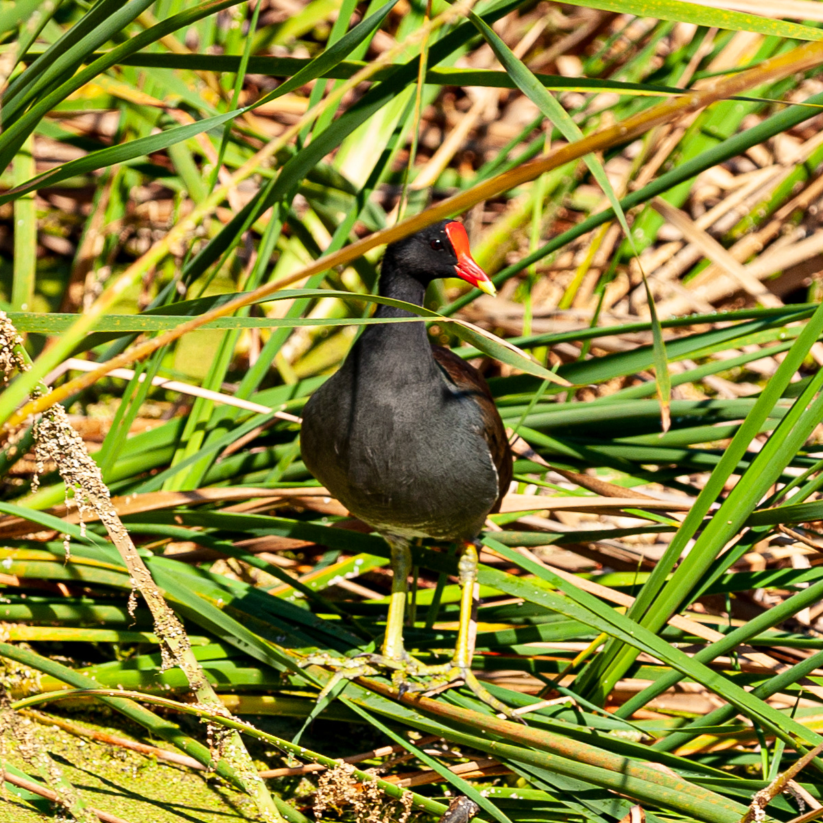 Common Gallinule, Audubon Swamp Garden