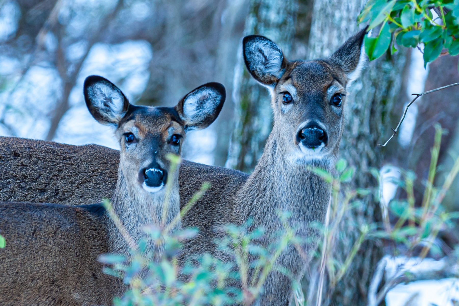 White Tailed Deer, Jasper 