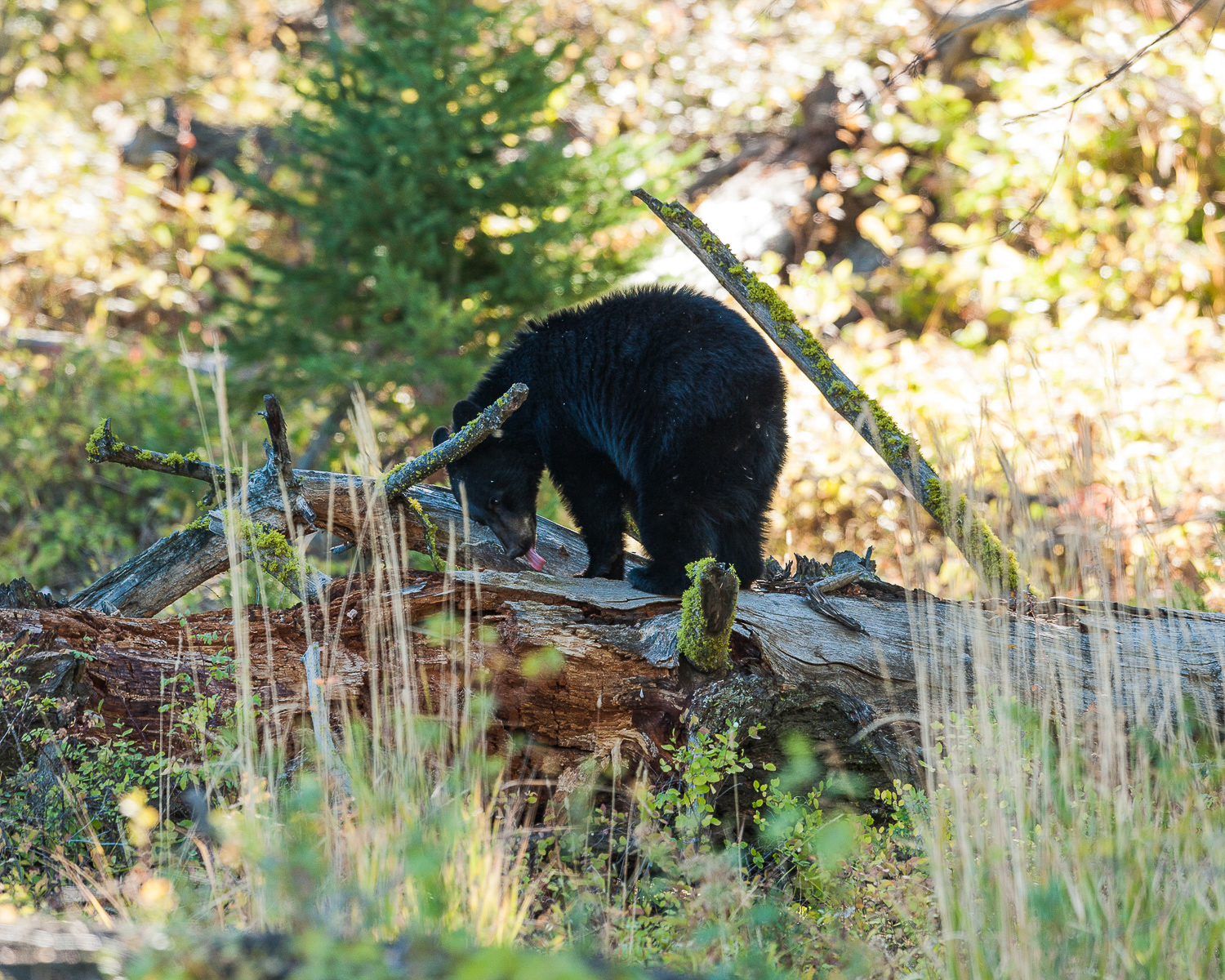 Black Bear, Yellowstone National Park
