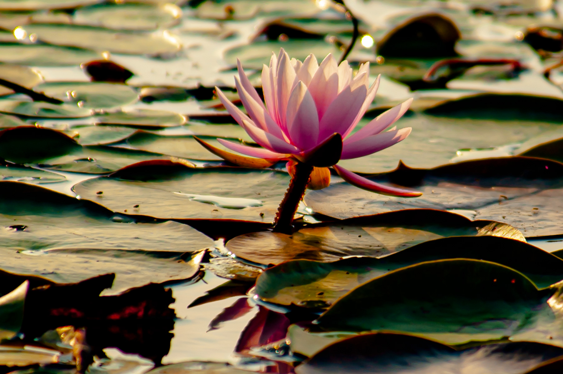 Water Lilly, National Wildlife Refuge Laurel Maryland