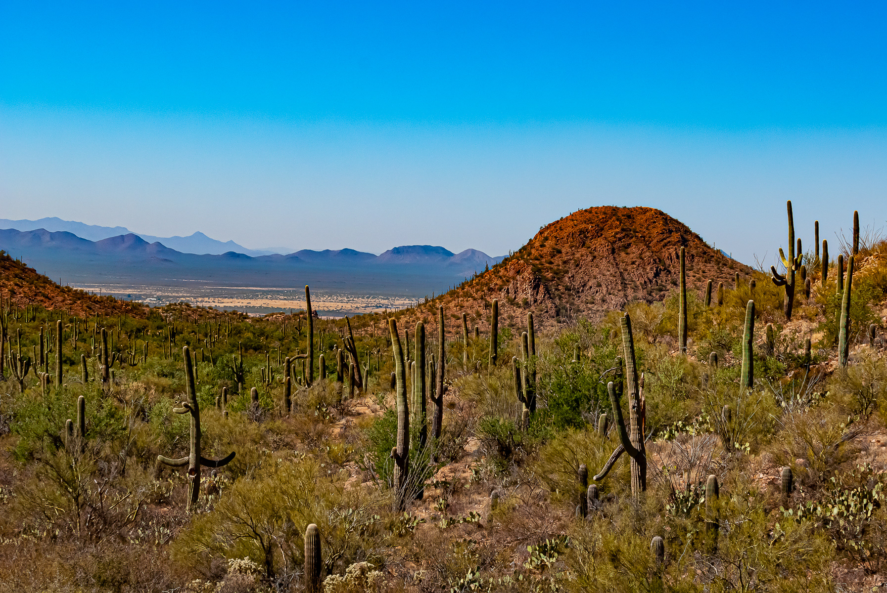 Saguaro National Park