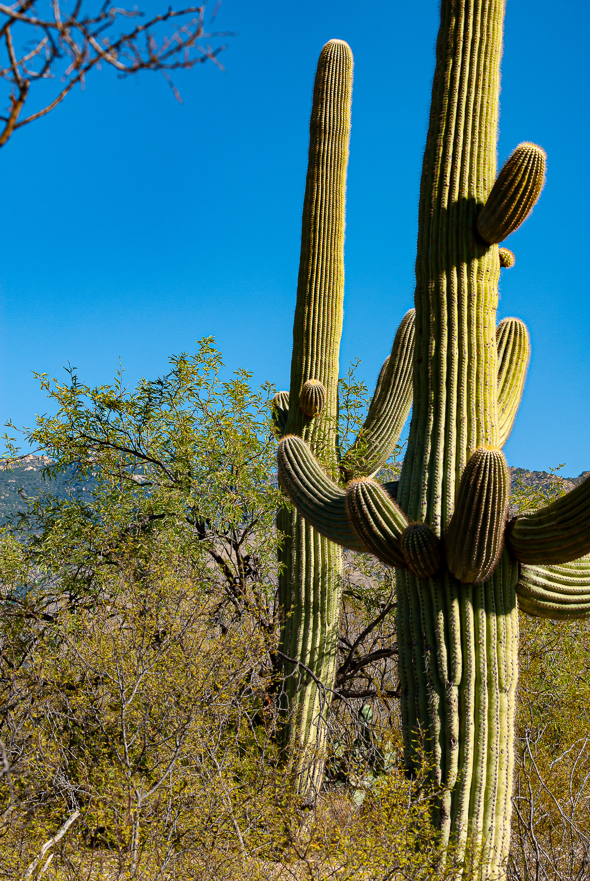 Saguaro National Park, Arizona