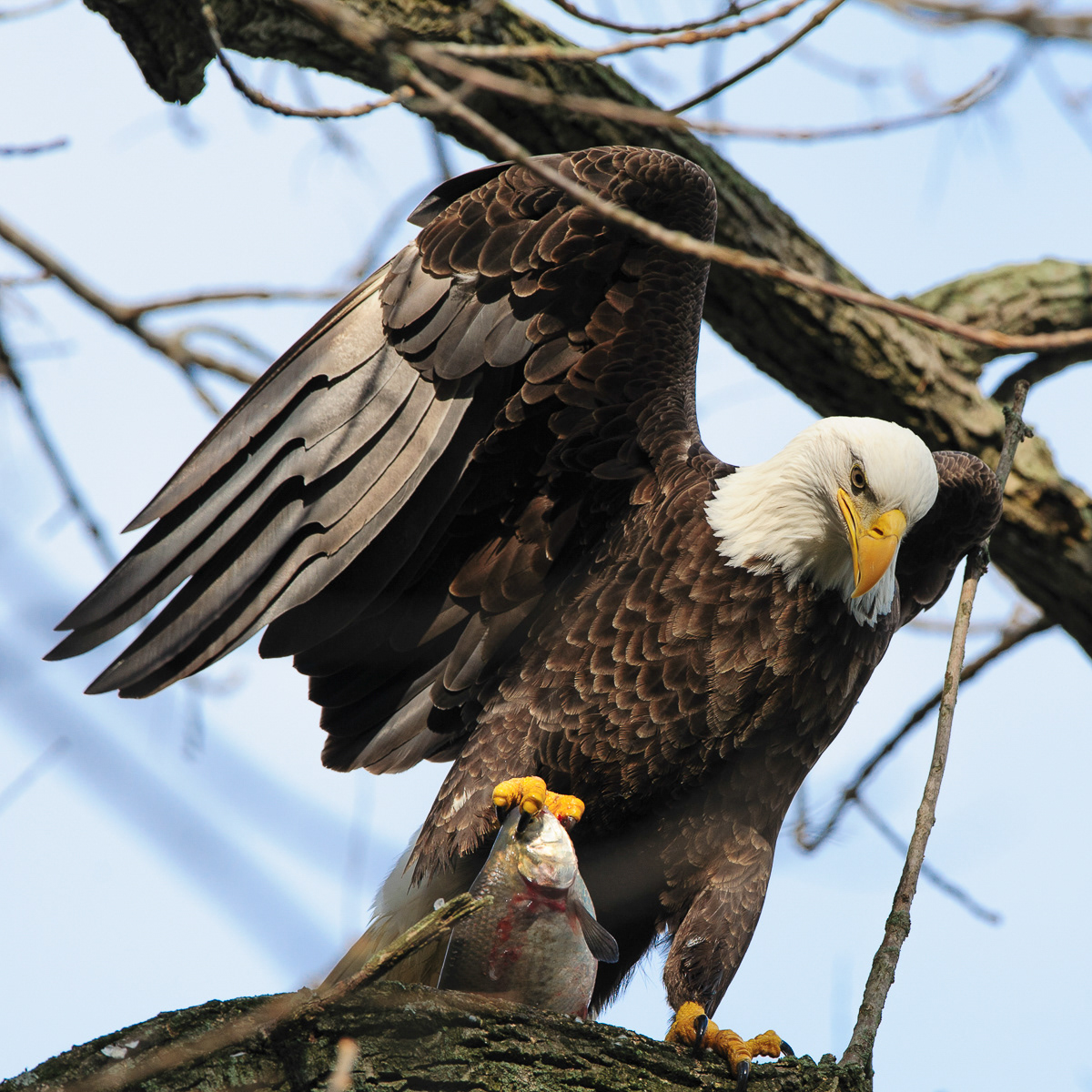 Bald Eagle, Darlington Maryland
