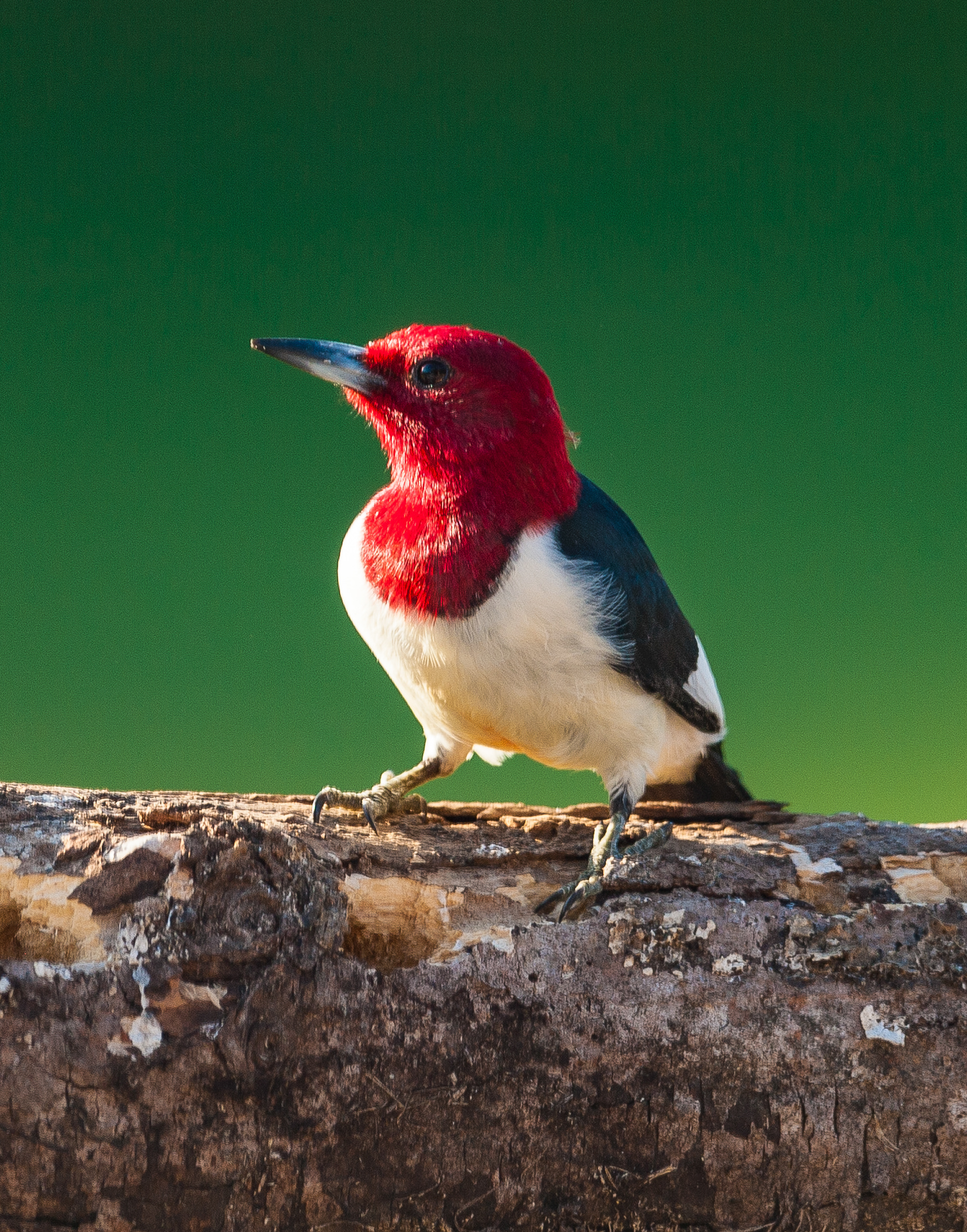 Red-headed Woodpecker, Fayetteville