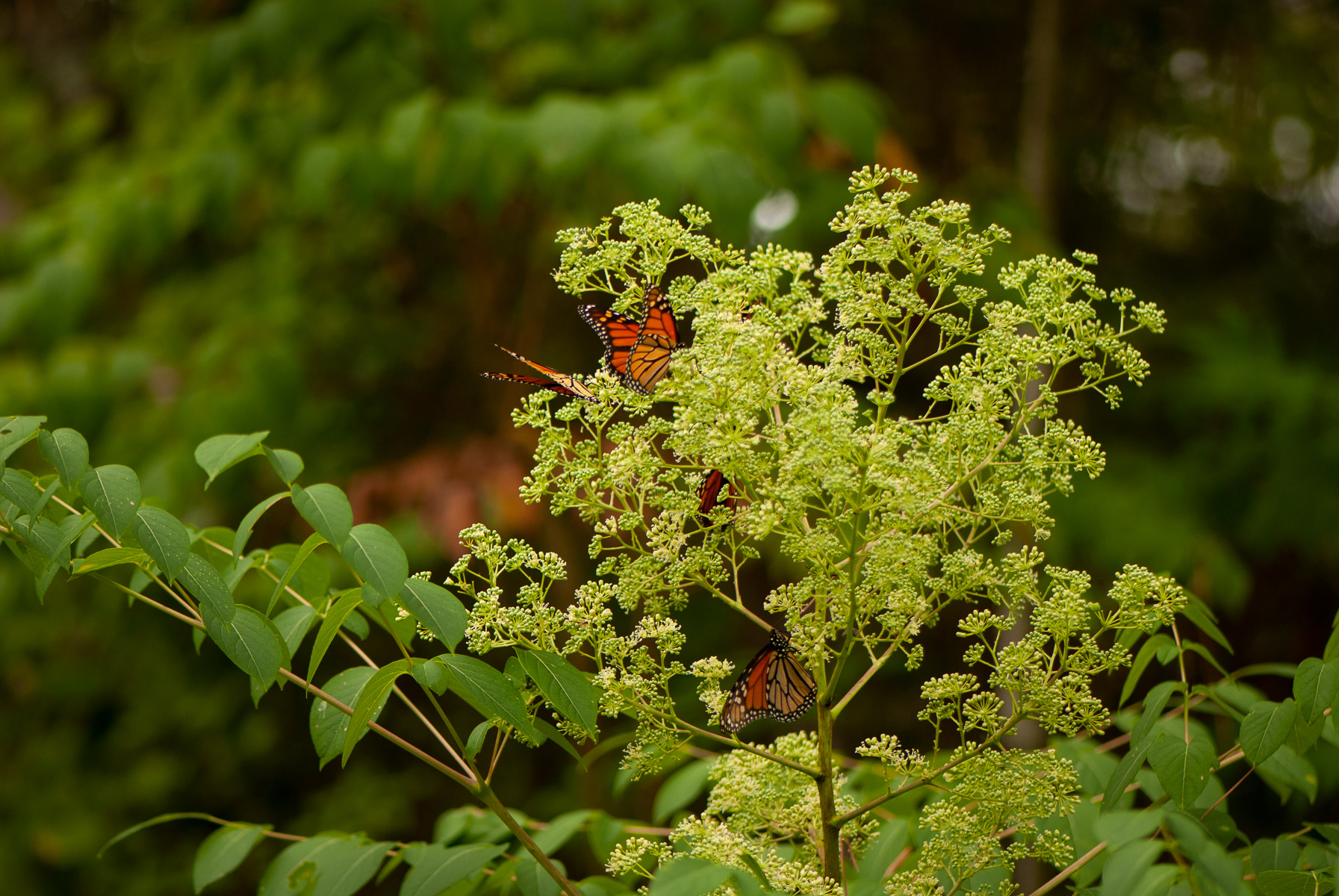Monarch, Eastern Shore