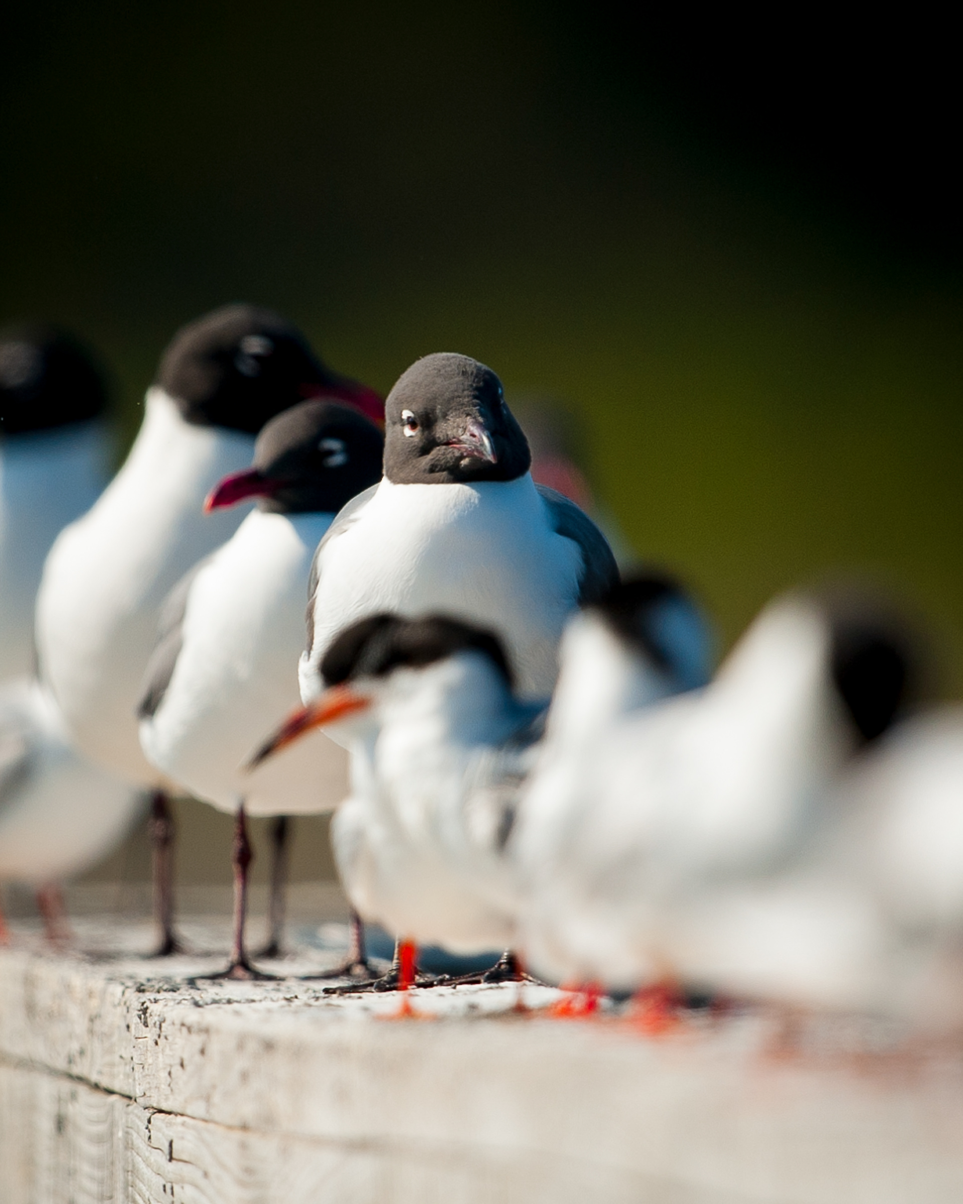 Laughing Gull, Cape May