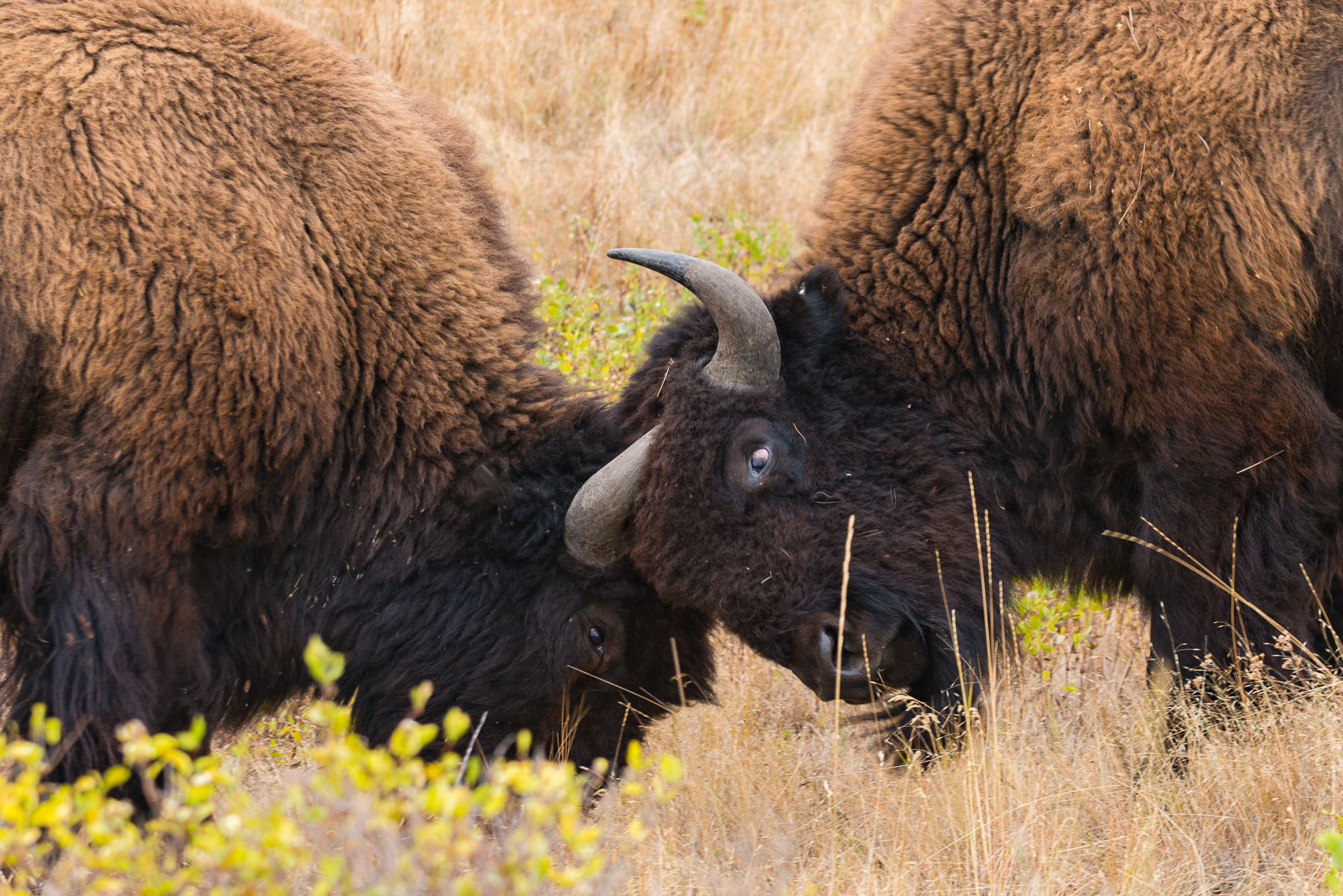National Bison Range, Moiese Montana