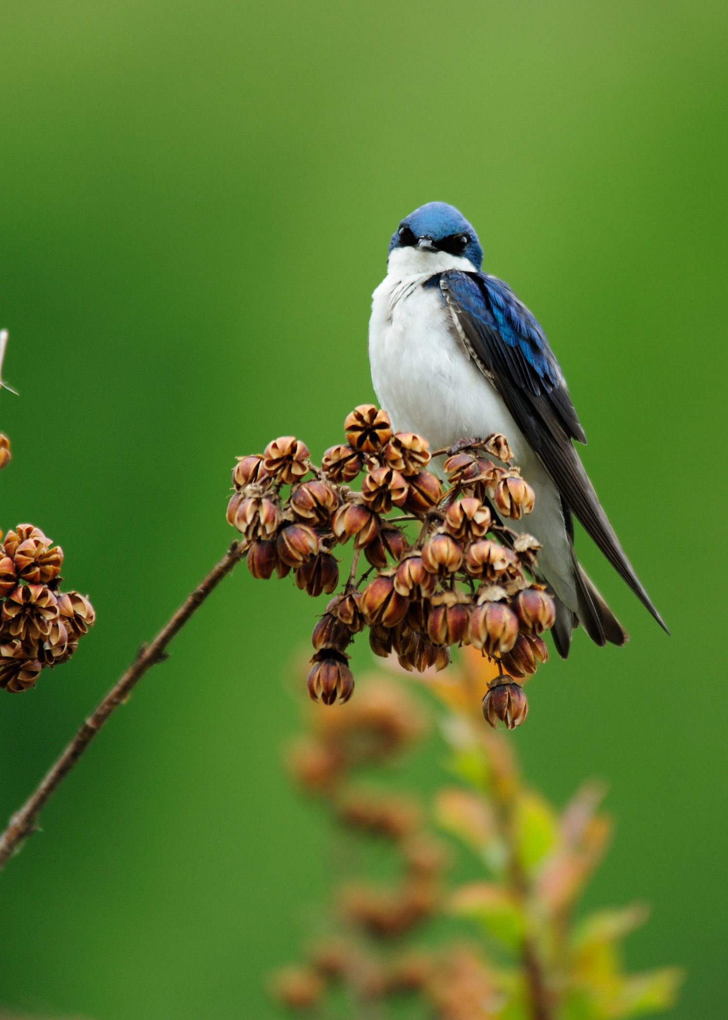 Tree Swallow, Wintergreen