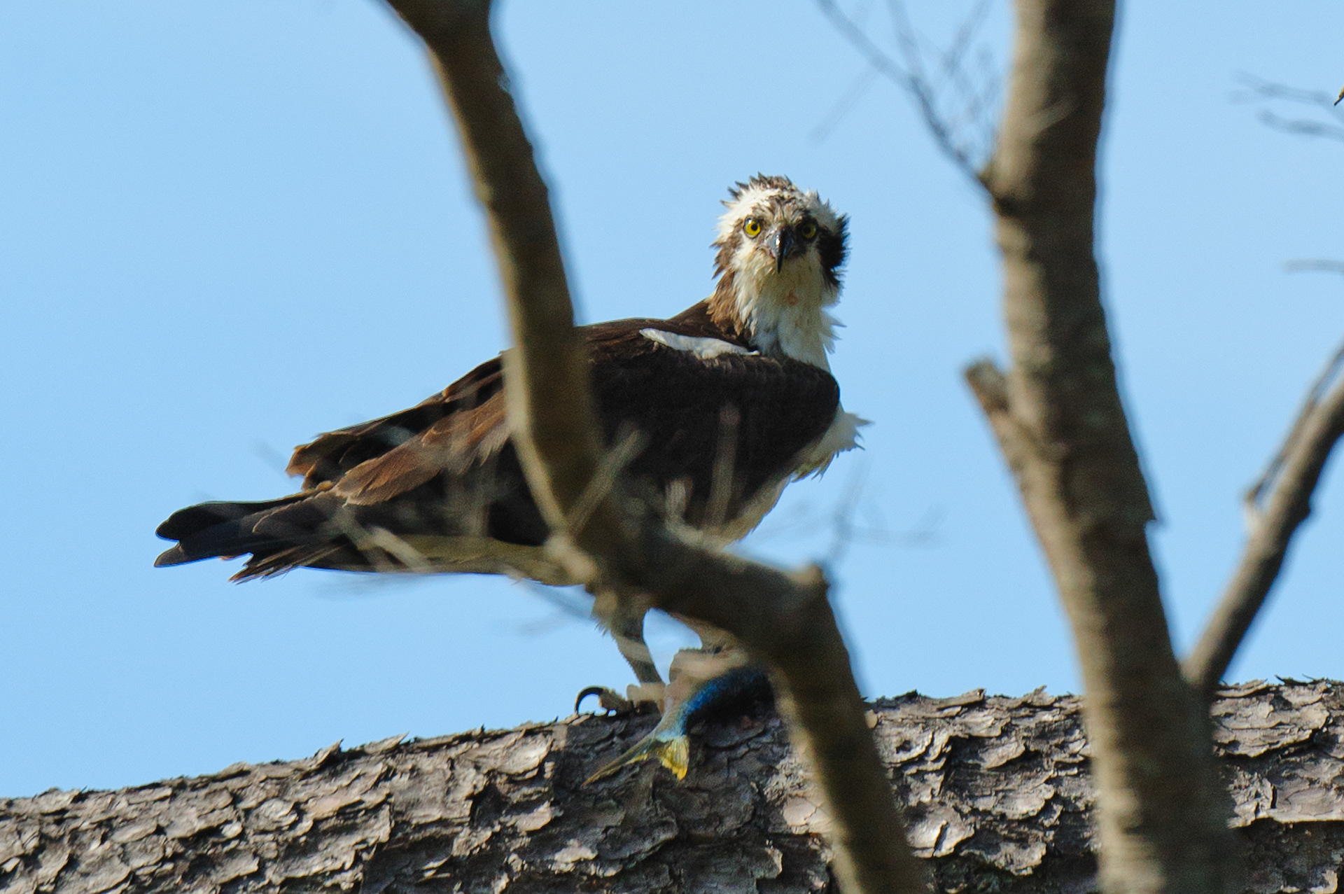 Osprey, Assateague Island National Seashore 