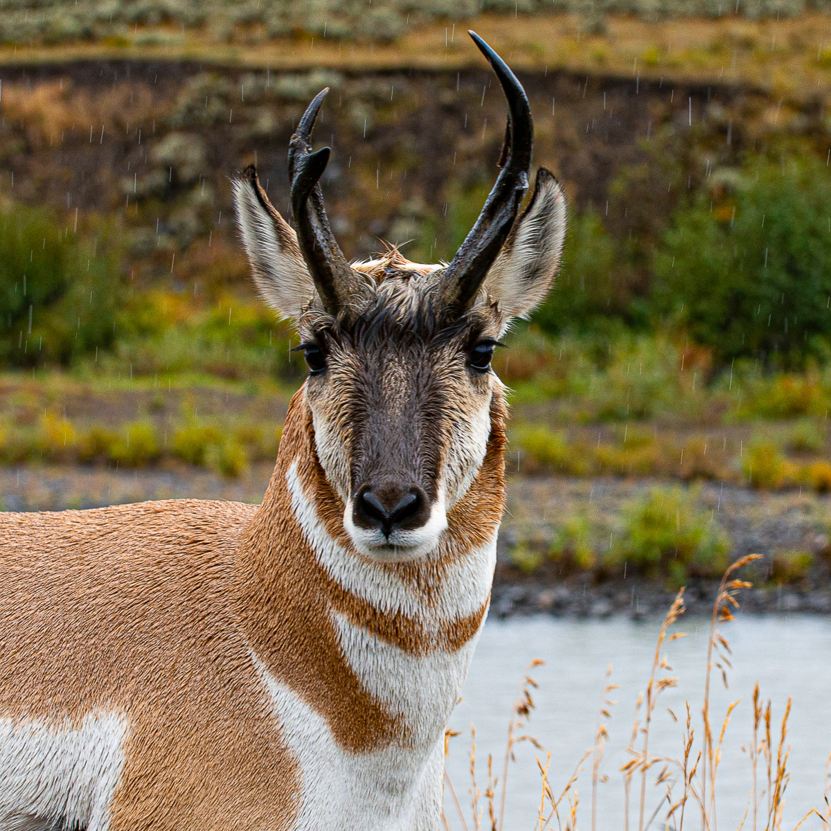 Antelope, Yellowstone National Park