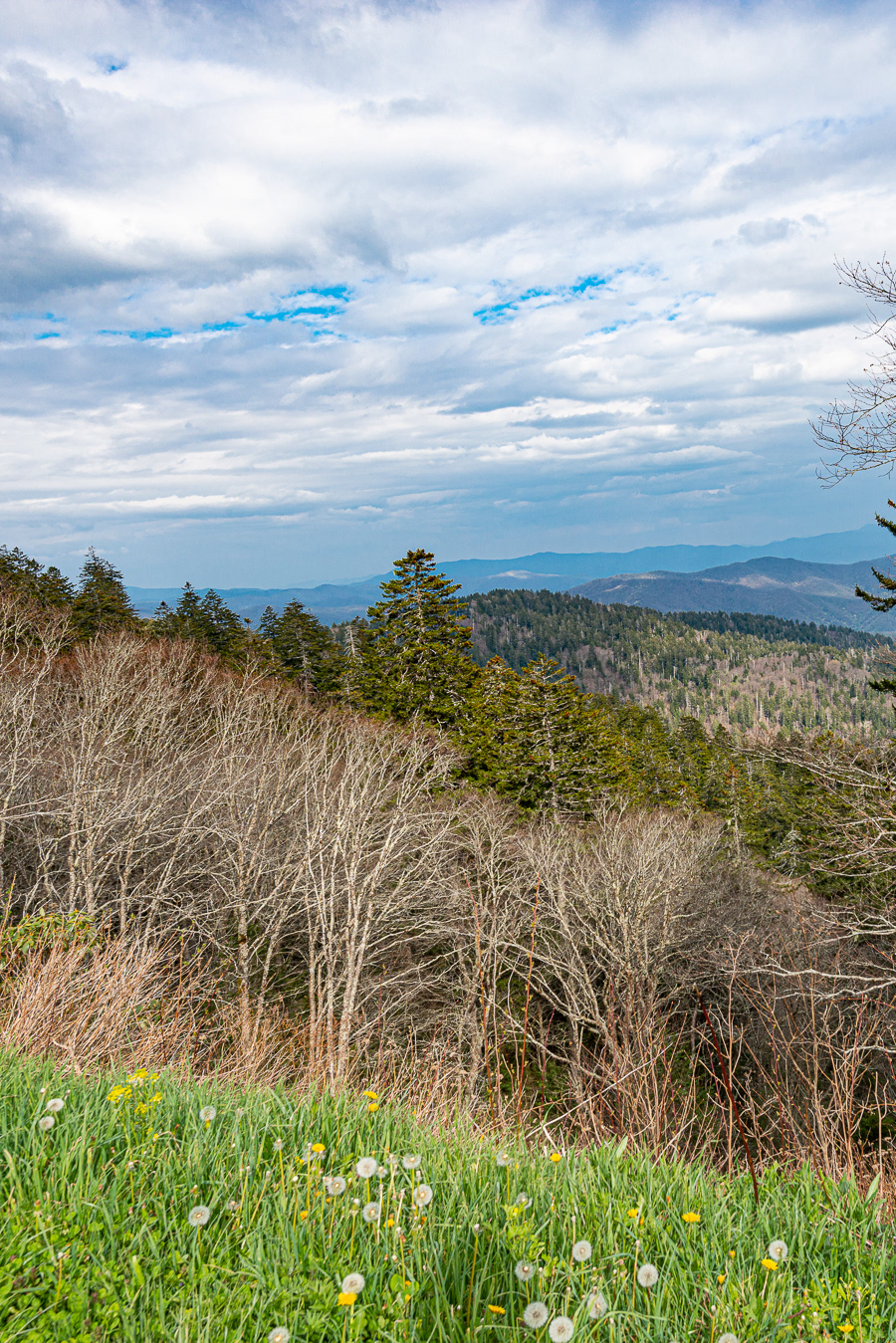 Along Road to Clingman's Dome, Smoky Mountain National Park