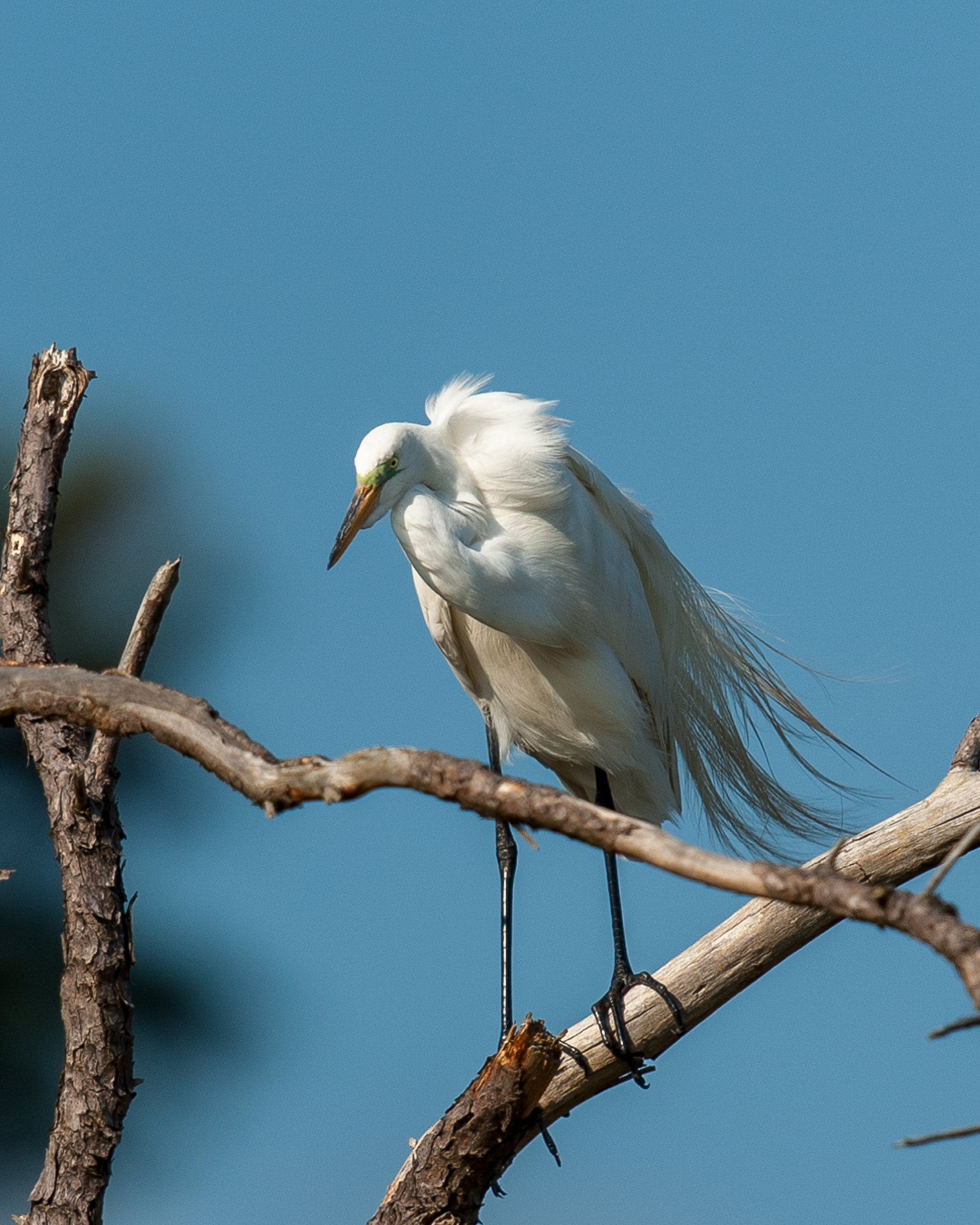 Great Egret, Cape May
