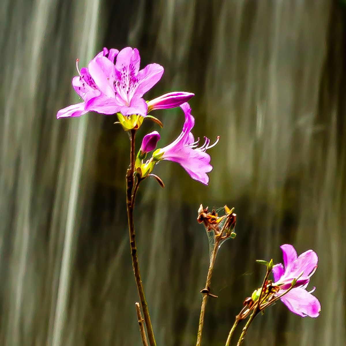 Azalea, Garvan Gardens Hot Springs