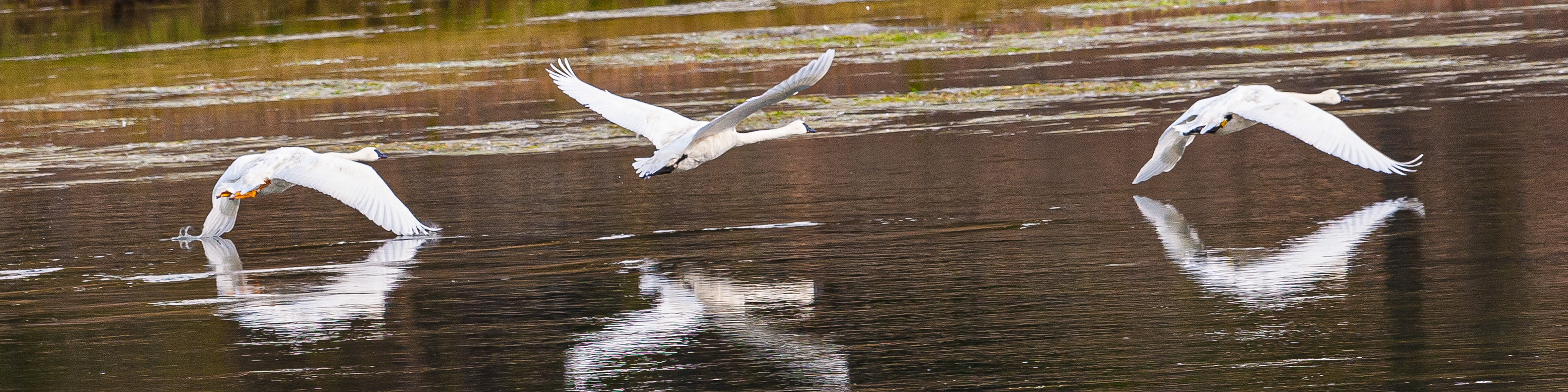 Trumpeter Swans, Yellowstone National Park