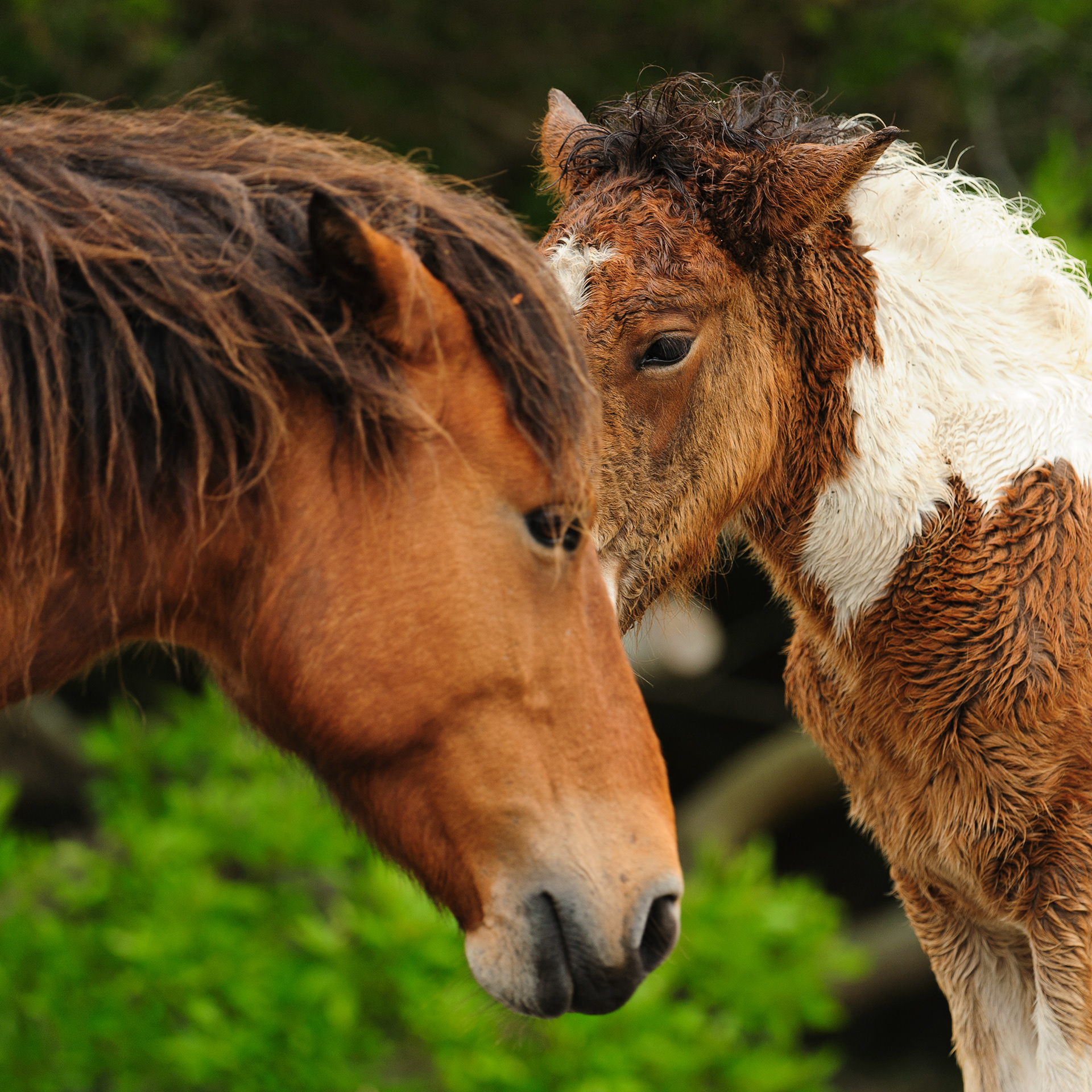Feral Horse and Pony, Assateague Island National Seashore 