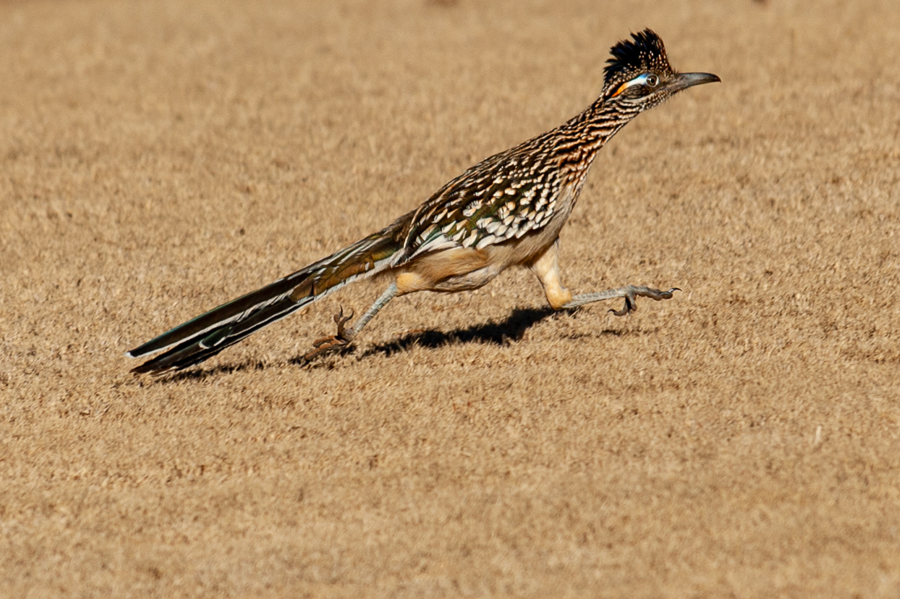 Greater Roadrunner, Fayetteville 