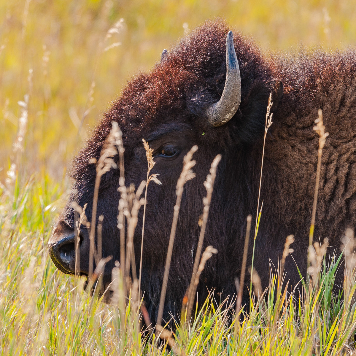 Bison, Teddy Roosevelt National Park