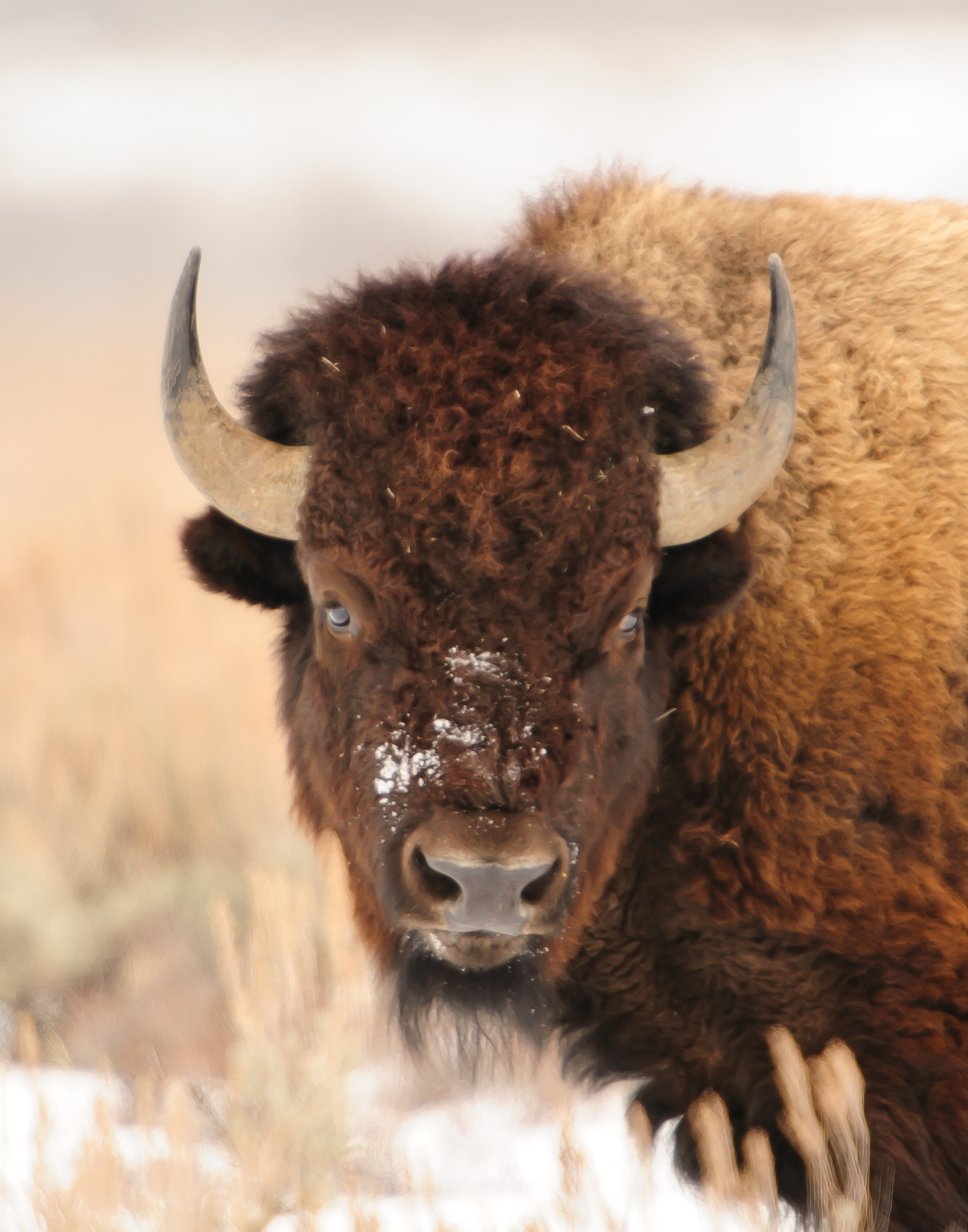 Buffalo,Jackson Hole, Wyoming