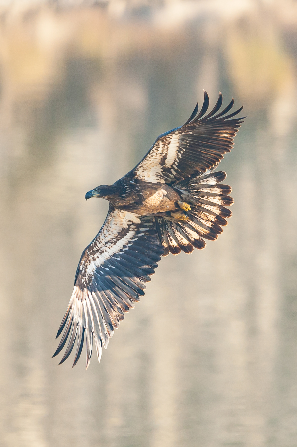 Bald Eagle, Darlington Maryland