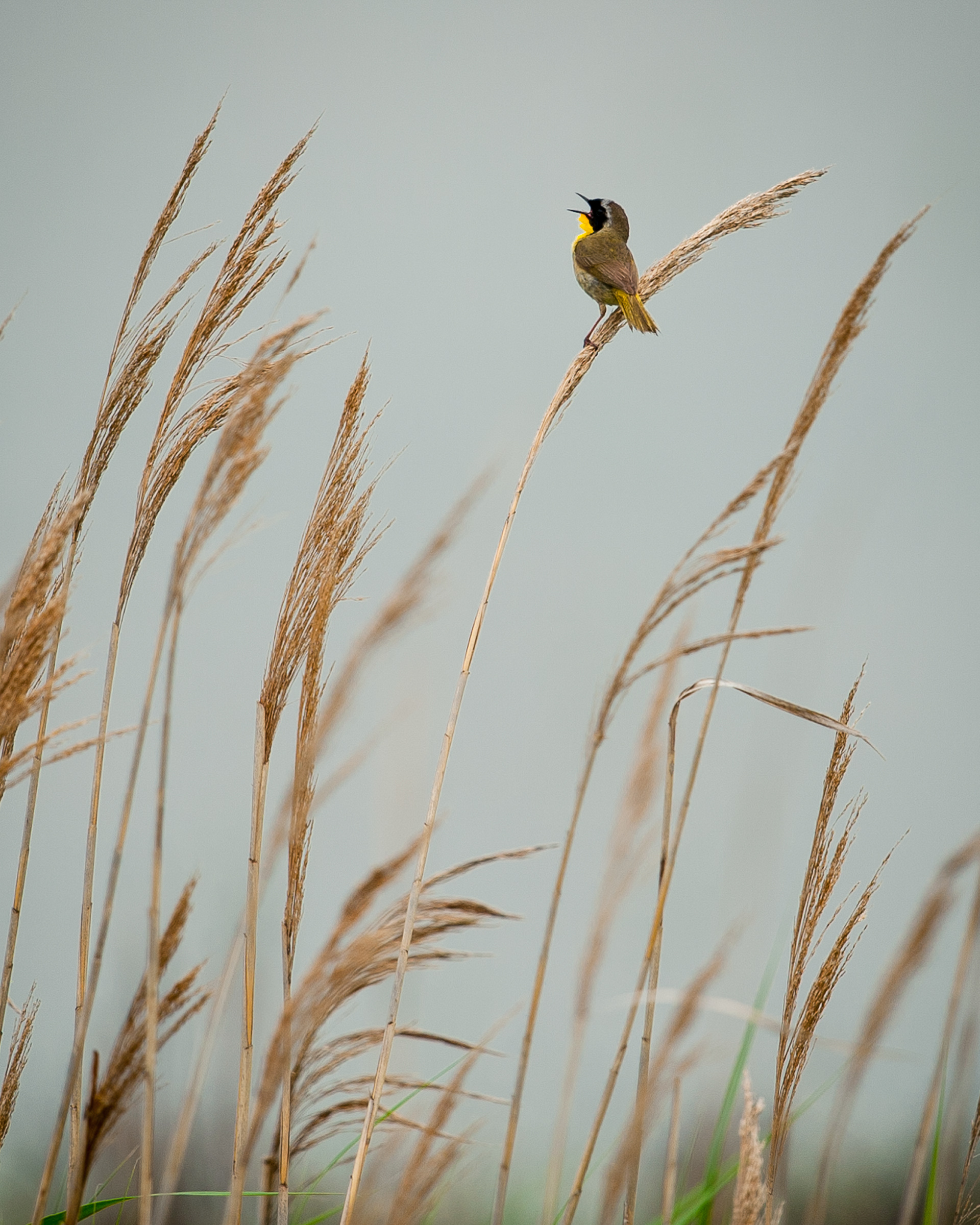 Common Yellow Throat, Cape May New Jersey