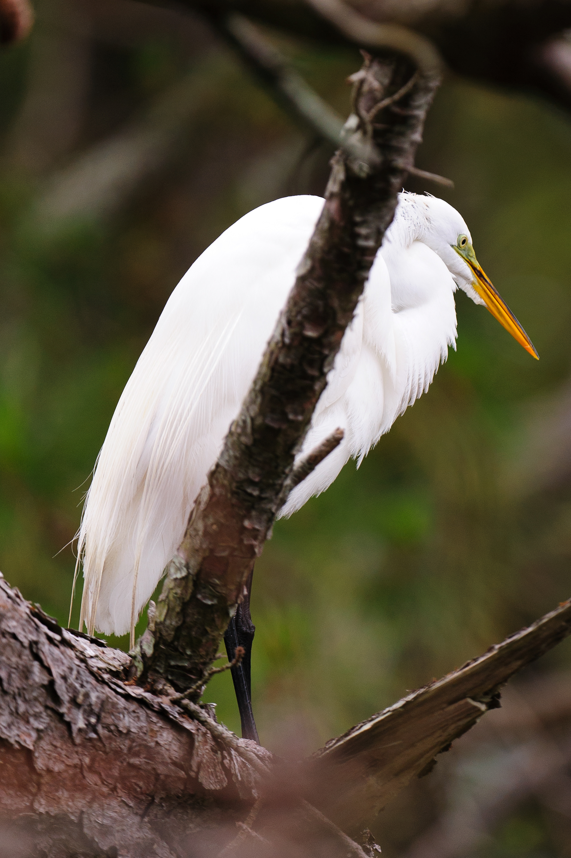 Great Egret, Assateague Island National Seashore 