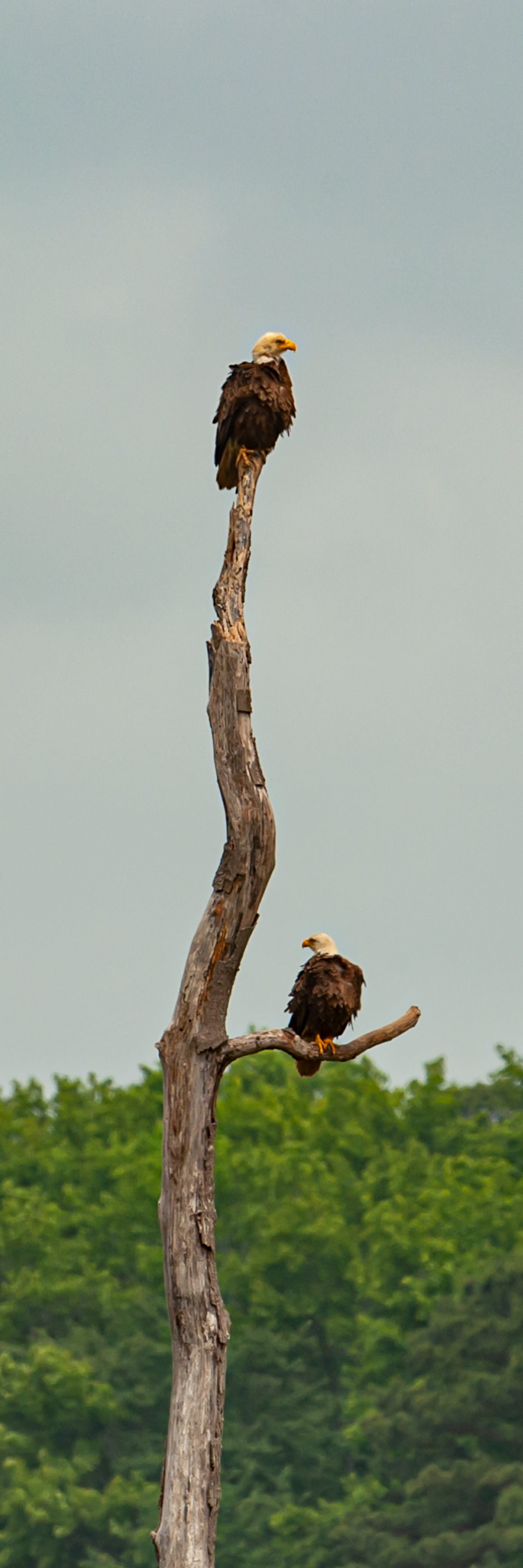 Bald Eagles, Blackwater National Wildlife Refuge 