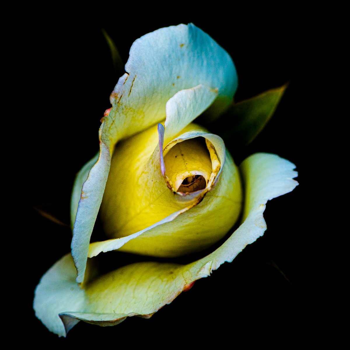 Garden Rose, Butchart Gardens, Brentwood Bay