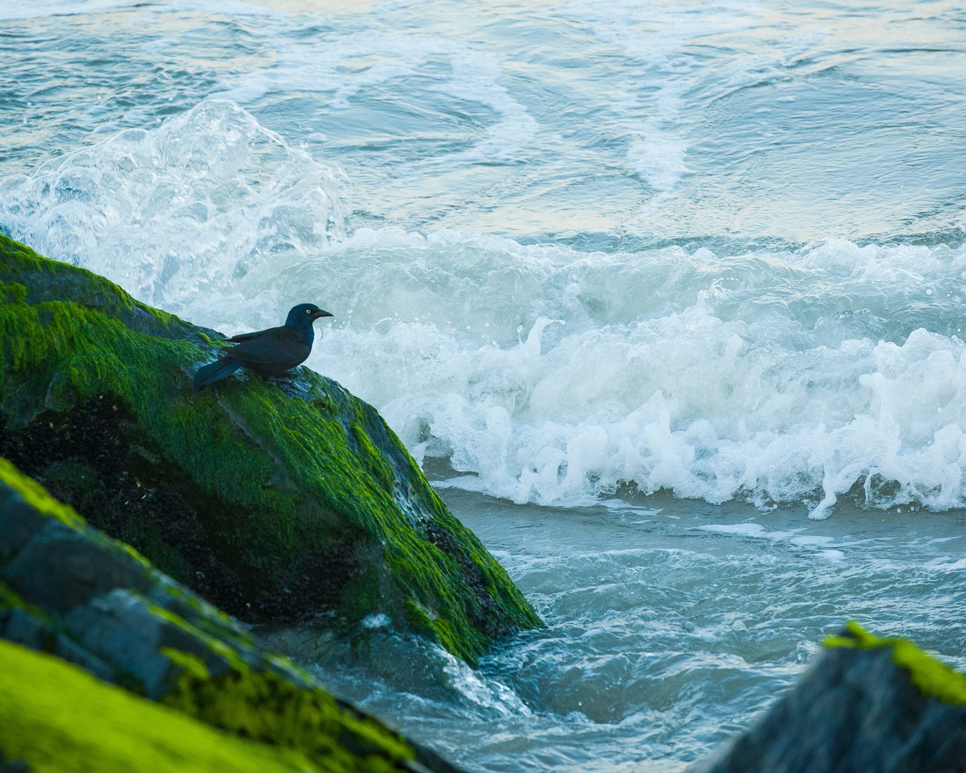 Common Grackle, Cape May