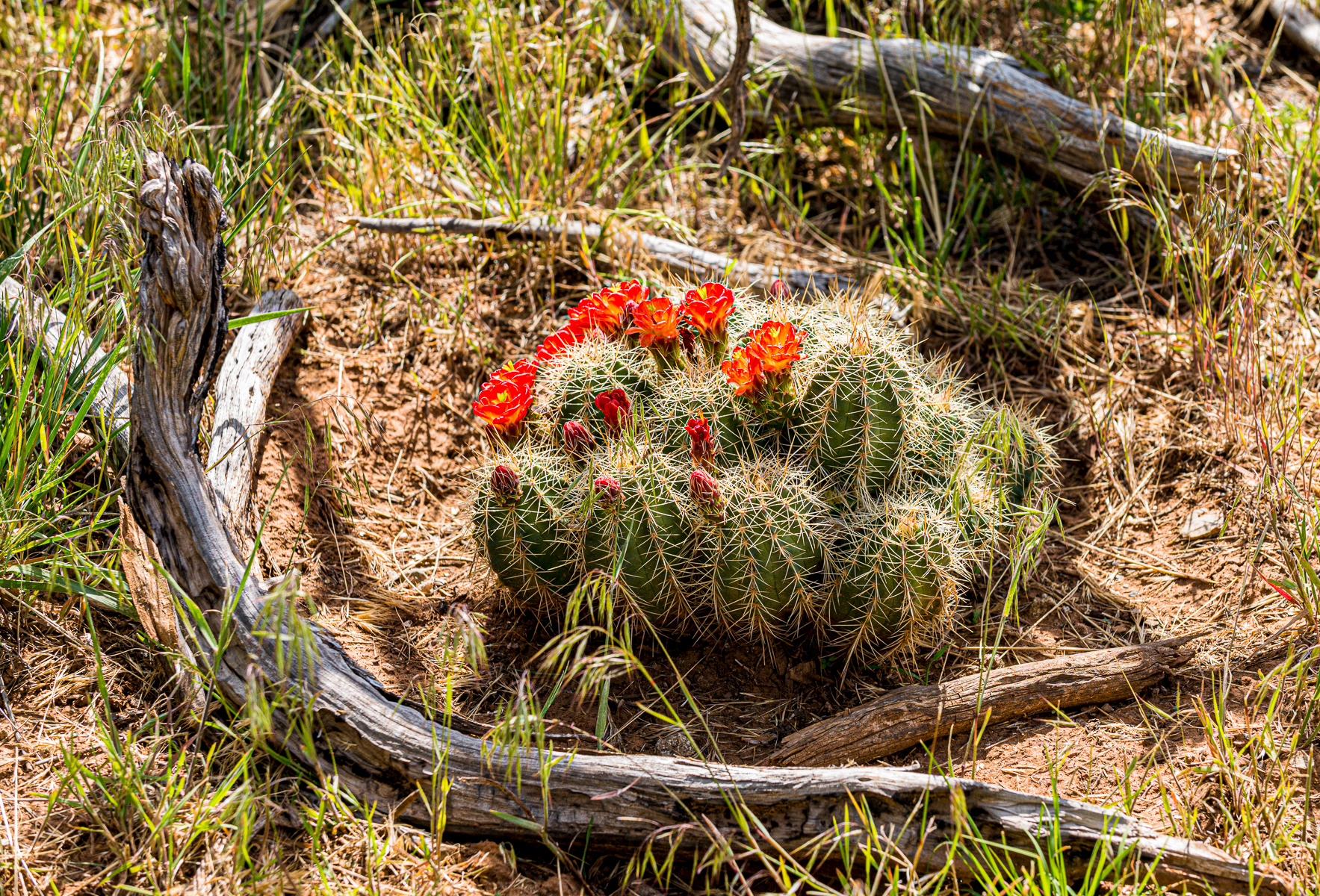 Kingcup cactus, Mesa Verde National Park