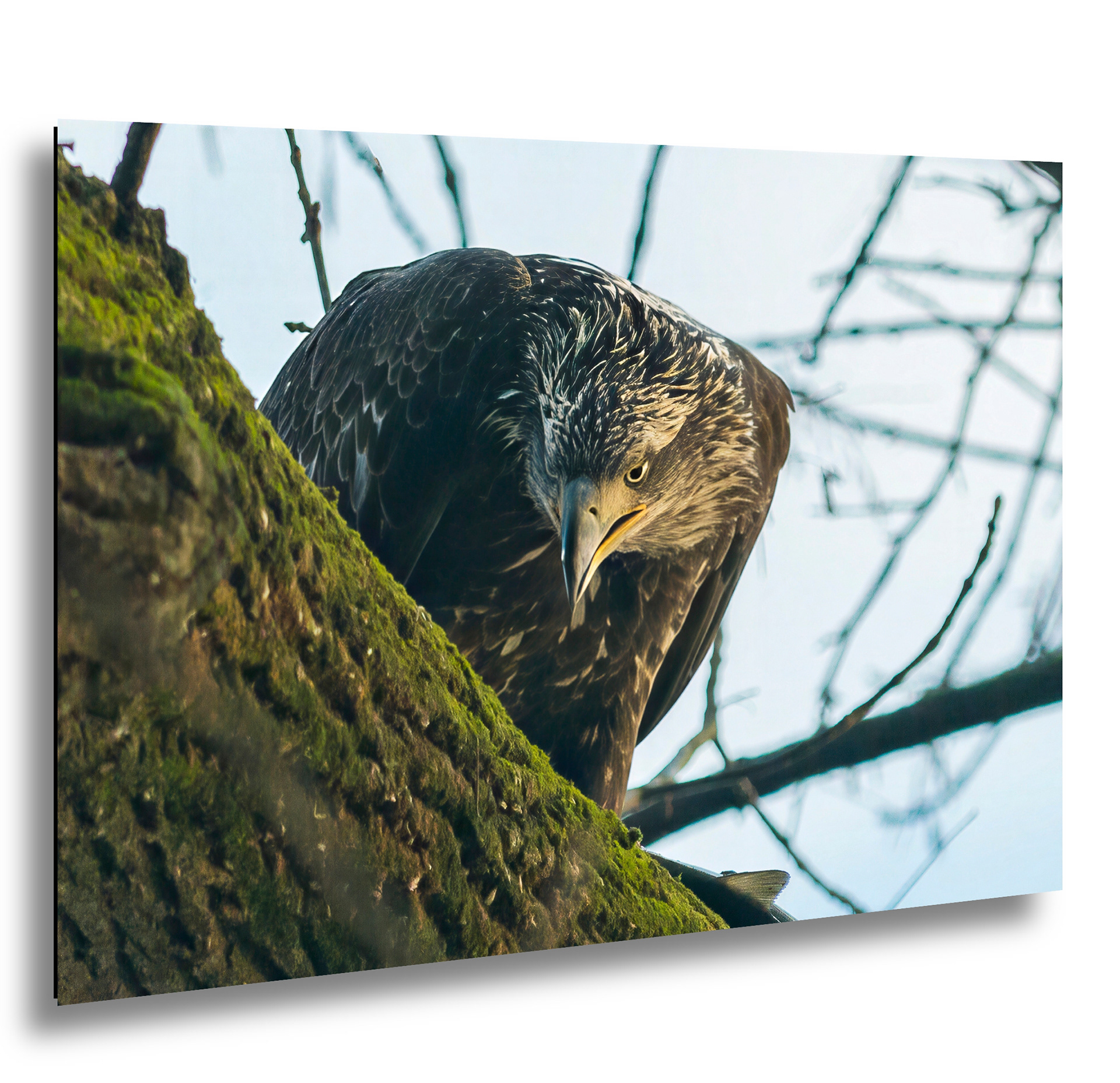 The Watchful Eagle