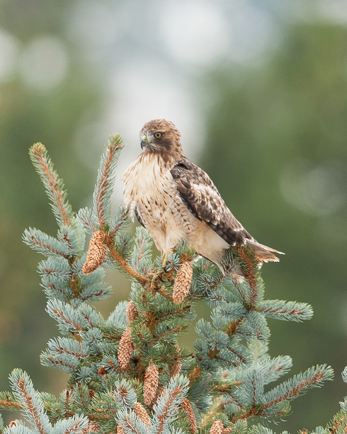Red-tailed hawk, Rocky Mountain National Park
