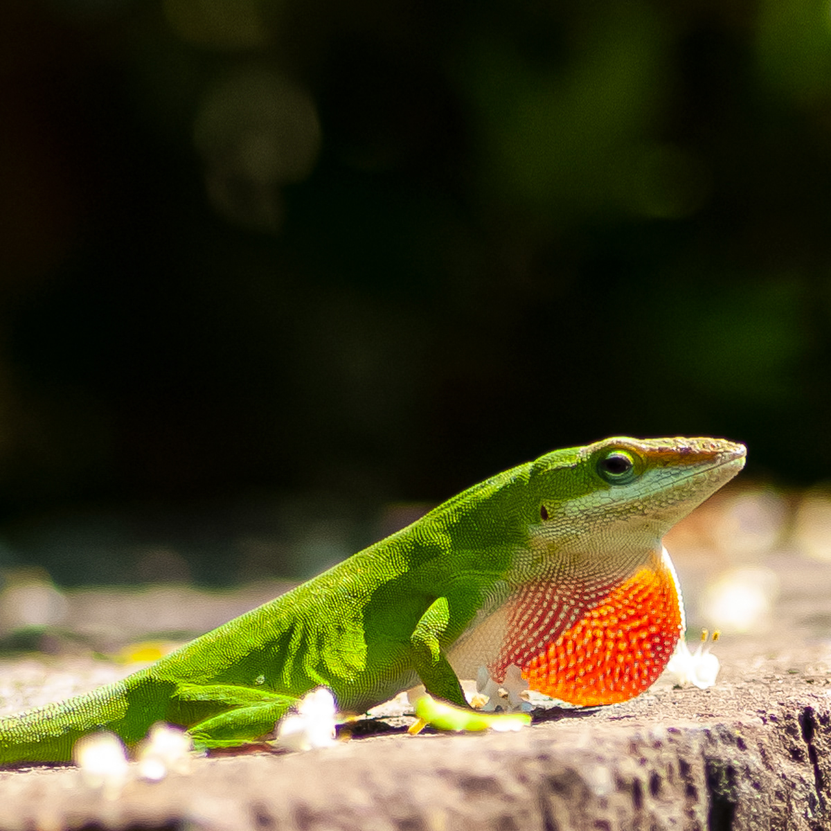 Green Anole, Outer Banks