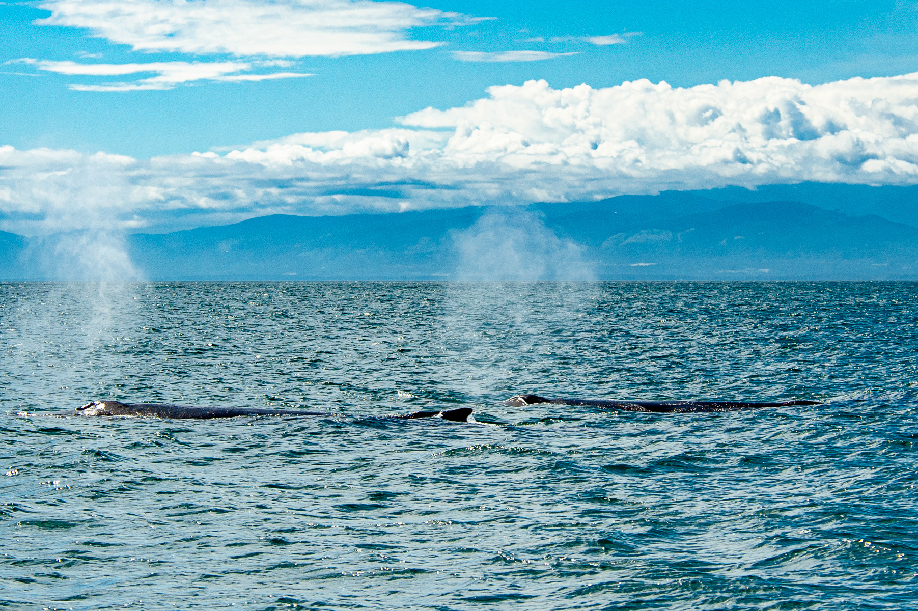 Humpback Whale, Victoria