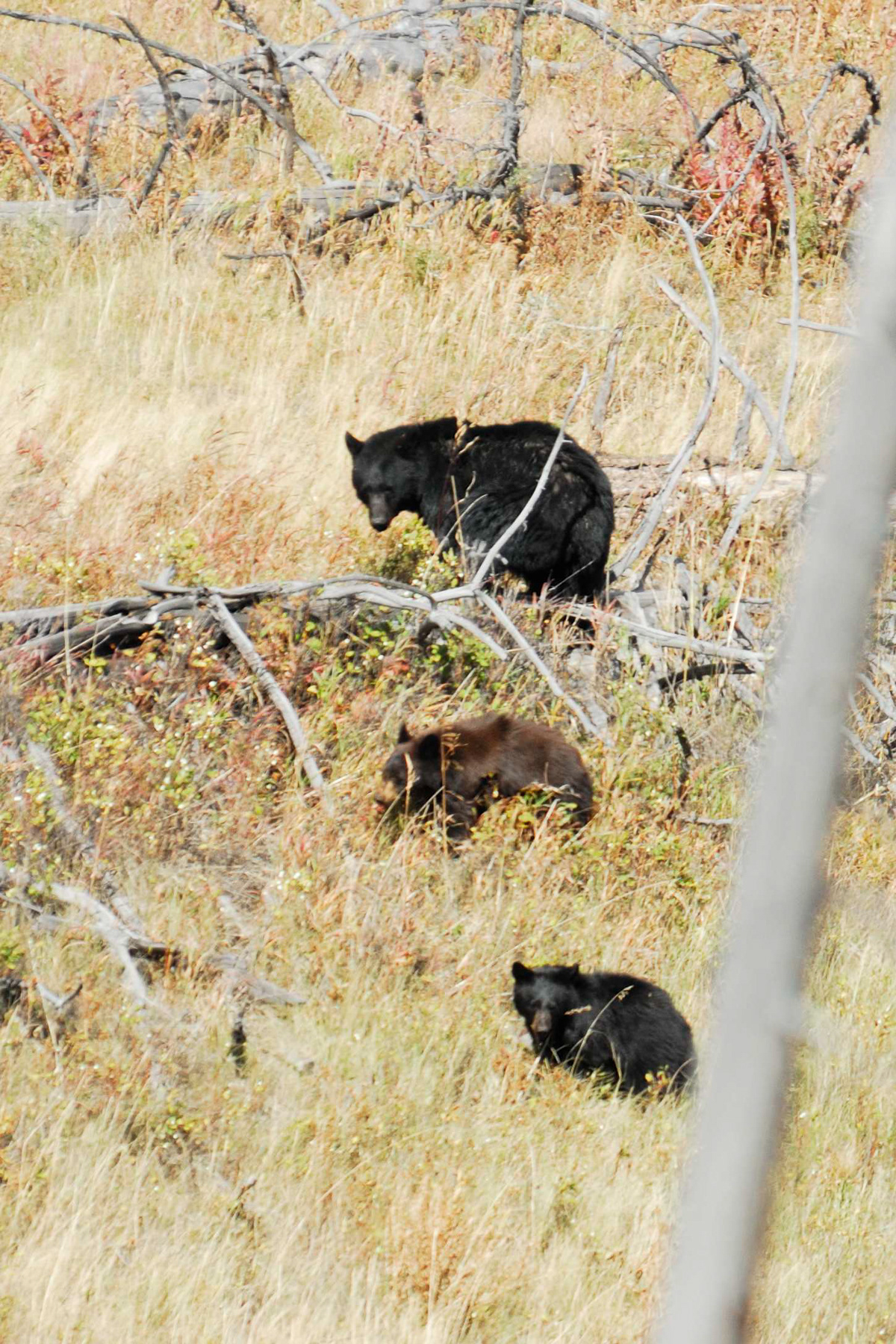 Black Bear, Yellowstone National Park