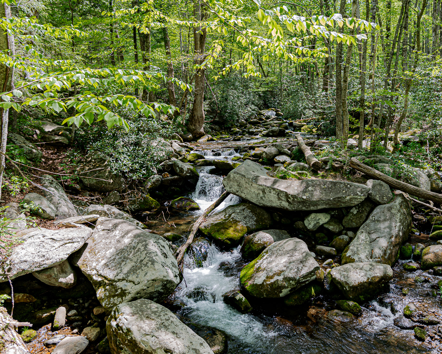 Cades Cove Loop Road