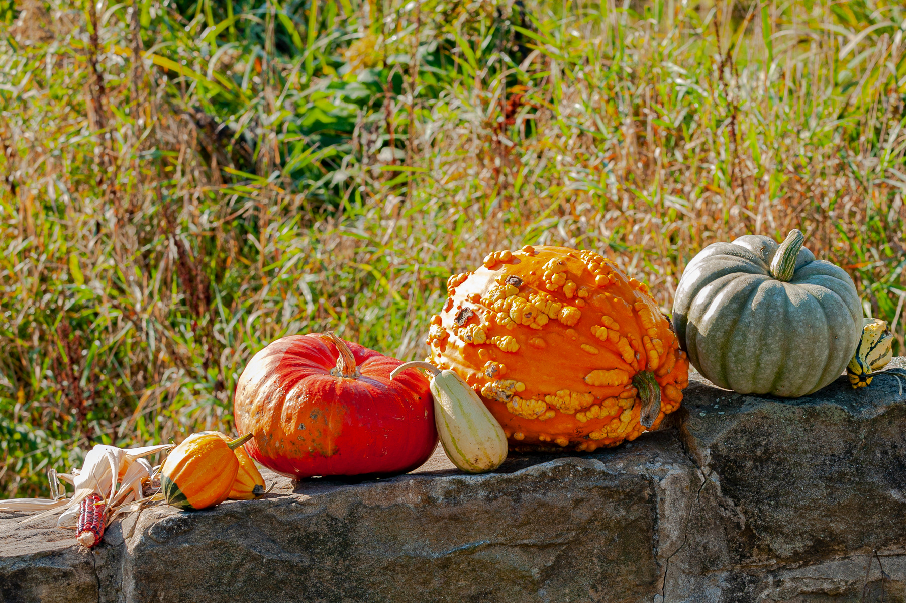 Gourds and Pumpkins, Coudersport