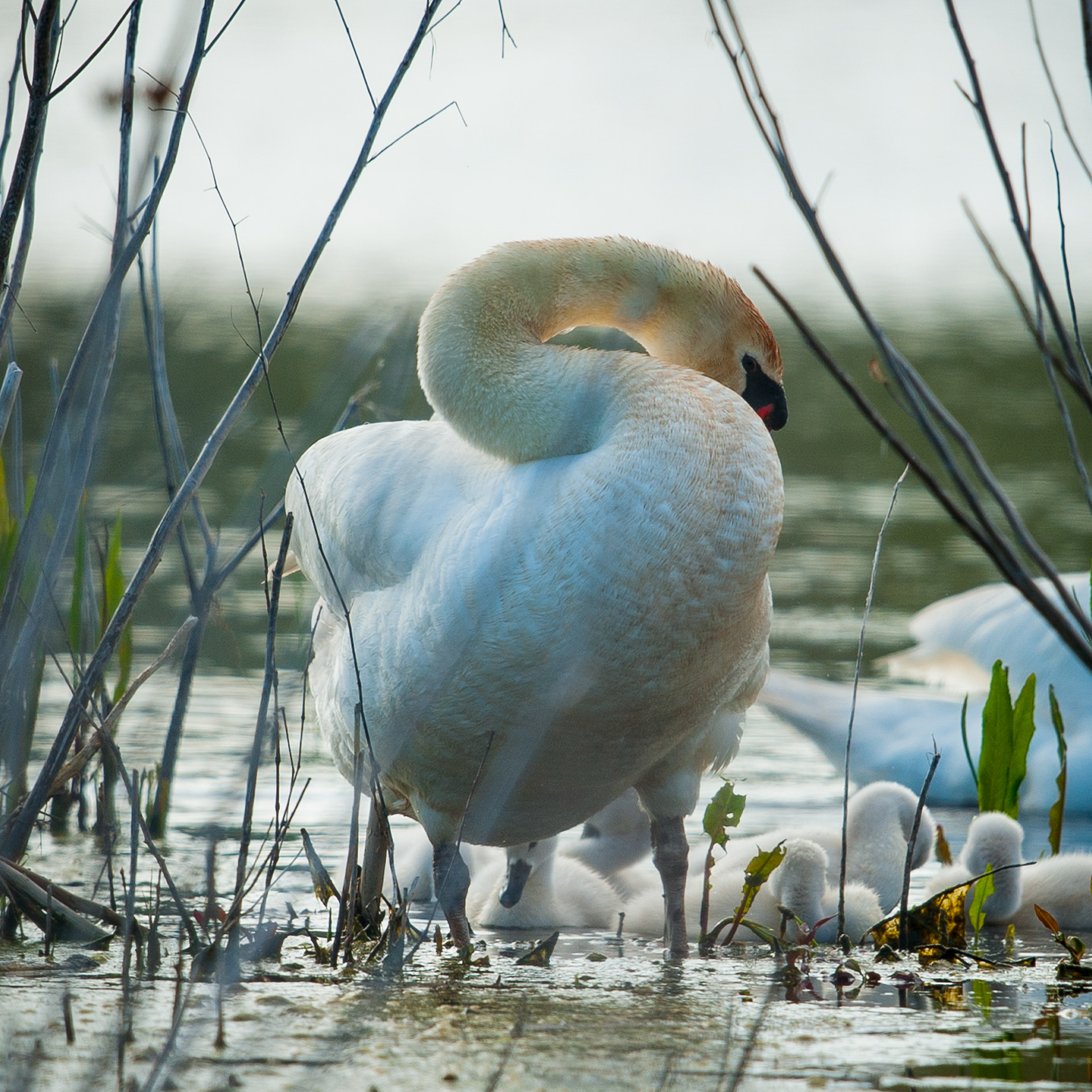 Mute Swans, Cape May