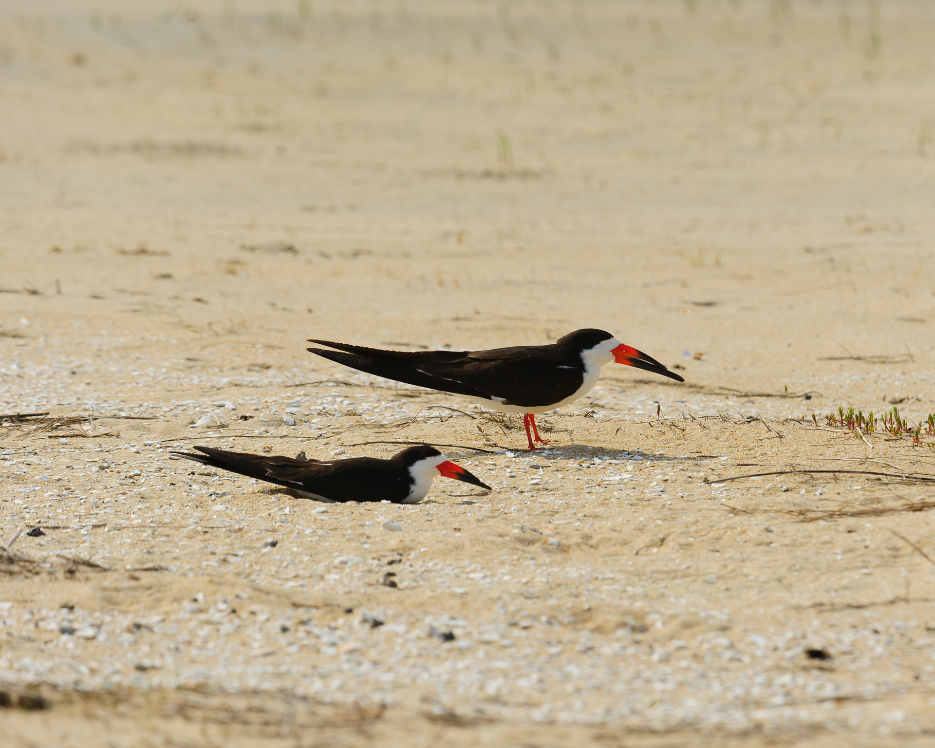 Oystercatchers, Assateague Island National Seashore 