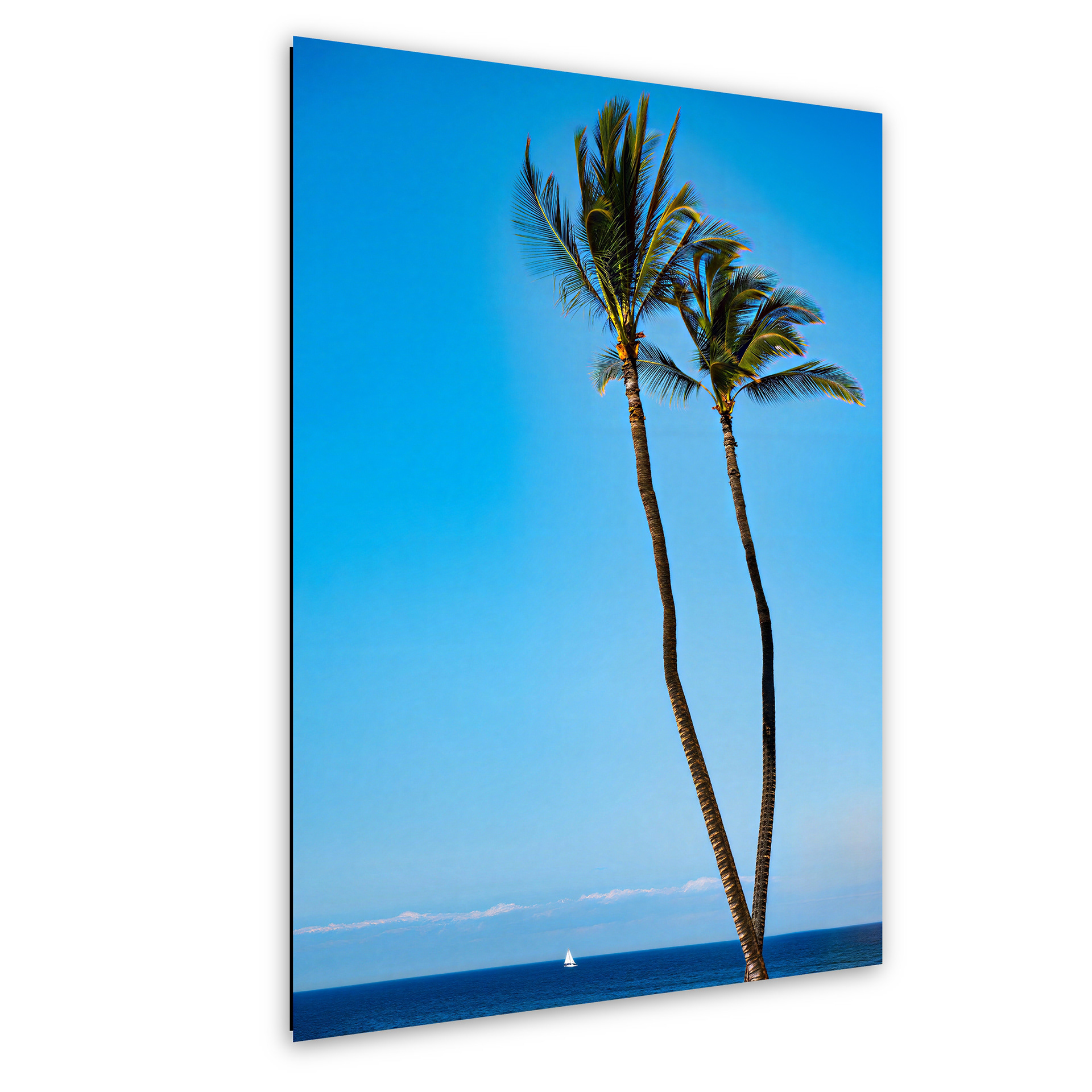 Two Palms, One Sail