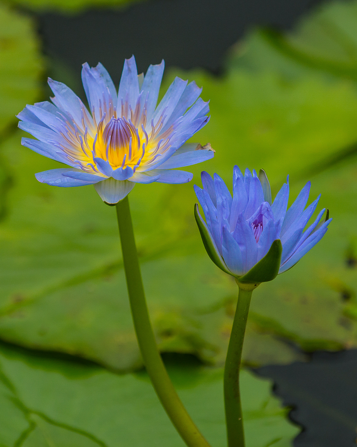 Egyptian Lotus, Big Island