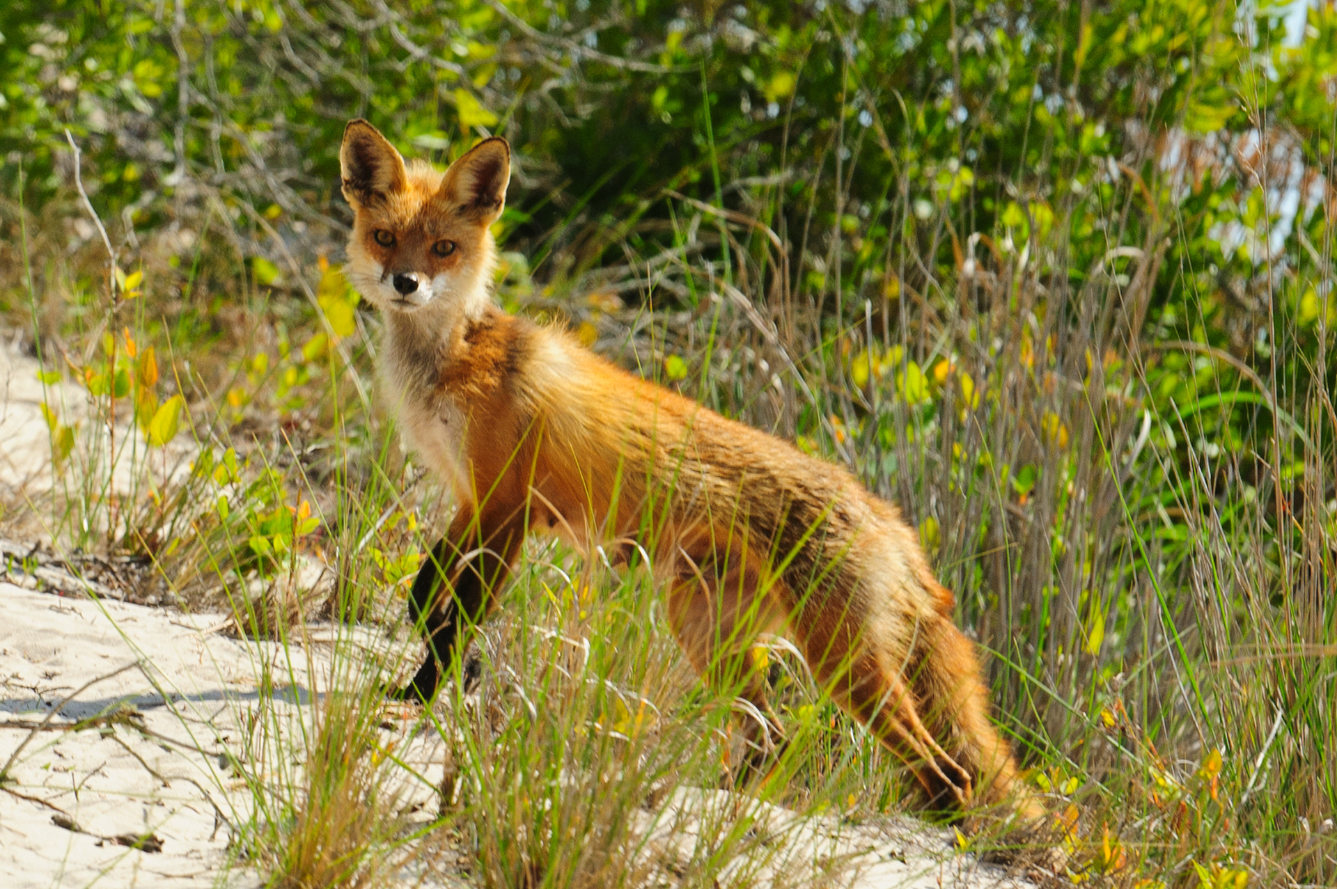 Red Fox Assateague Island National Seashore 