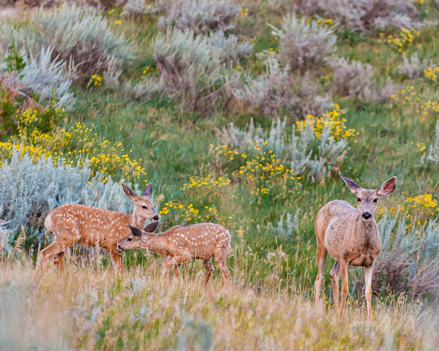 Mule Deer, Teddy Roosevelt National Park