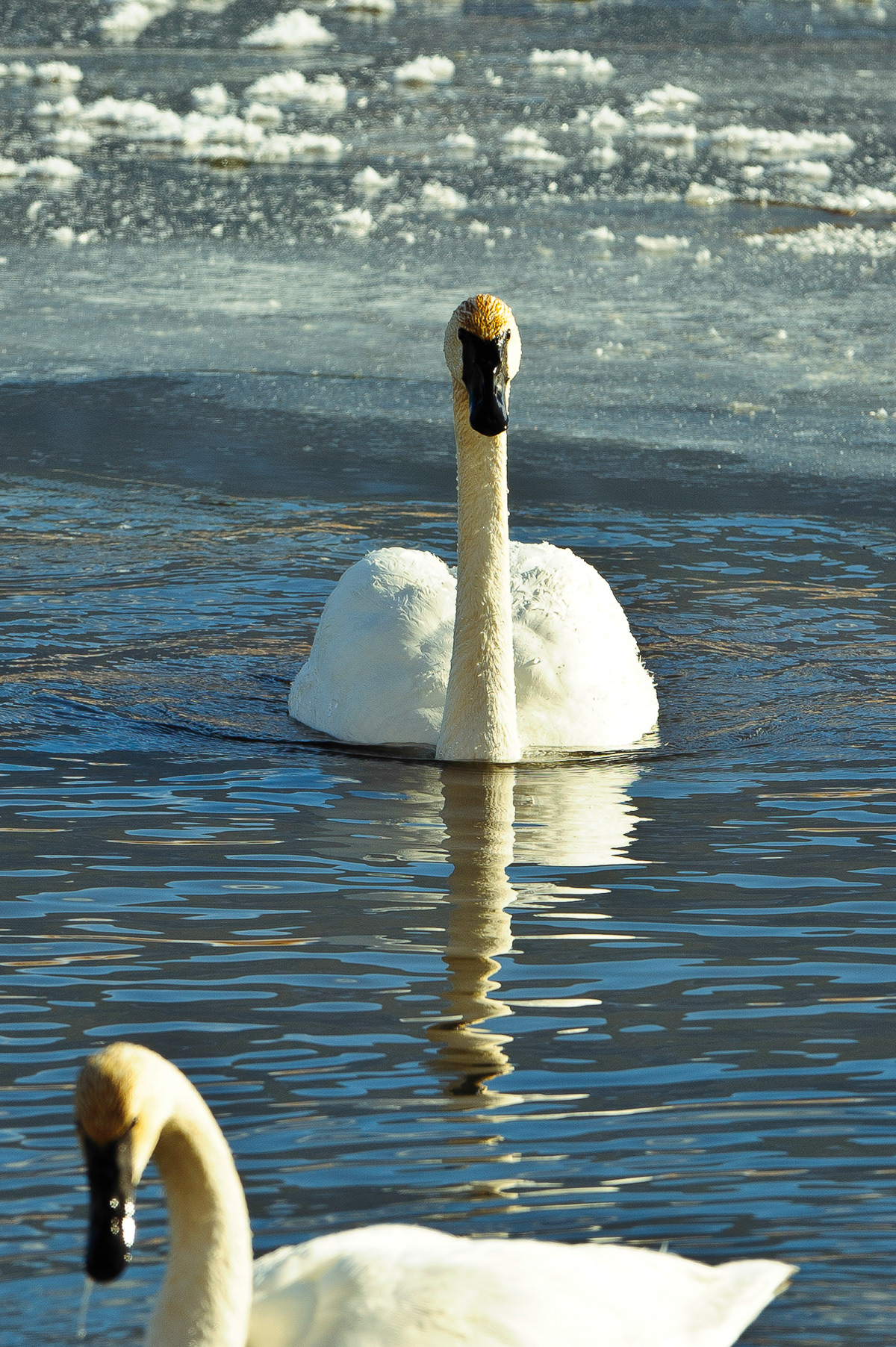 Trumpeter Swans, Jackson