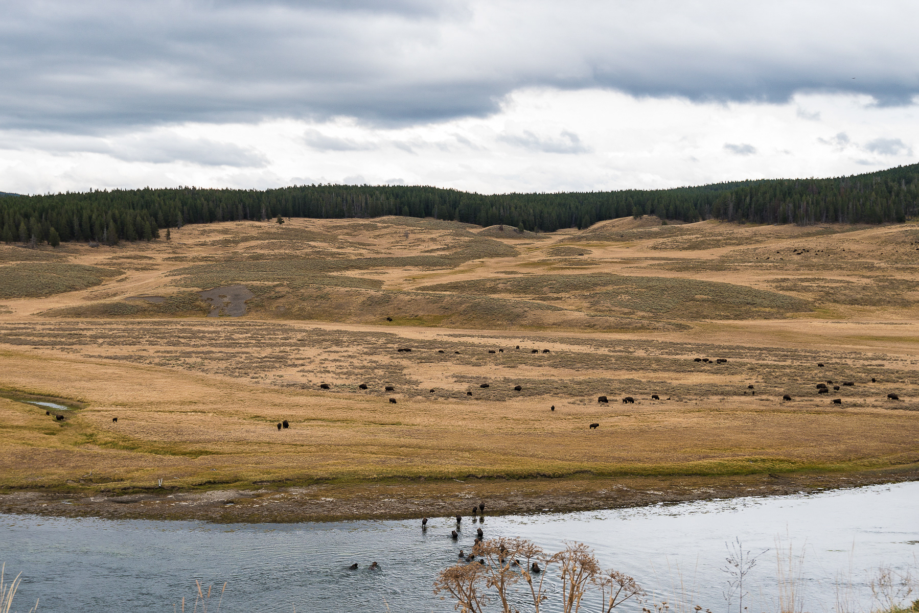 Bison Herd, Yellowstone National Park