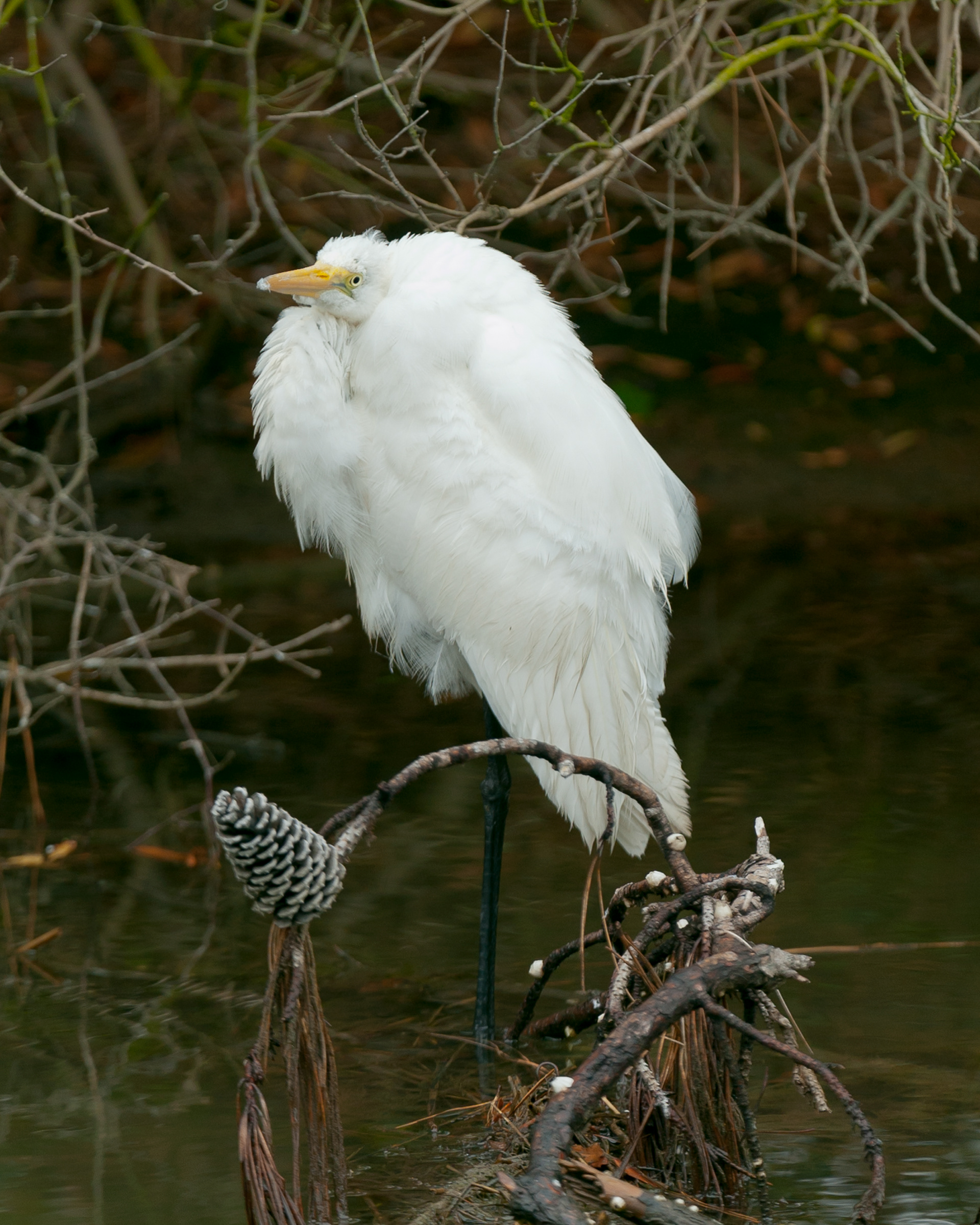 Great Egret, Assateague Island National Seashore