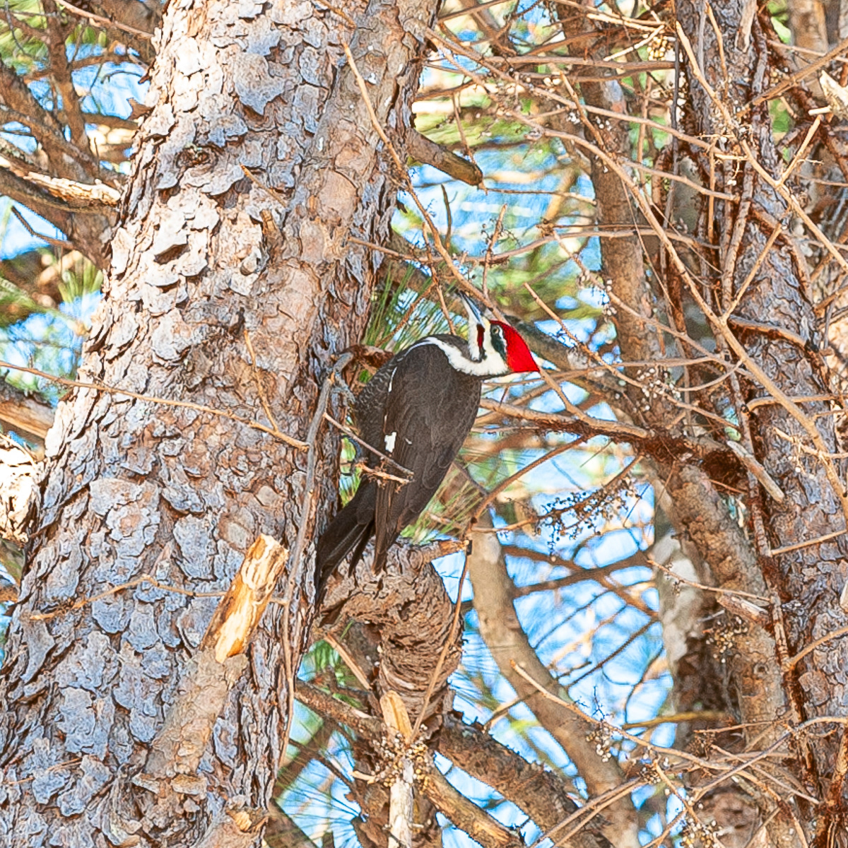 Pileated Woodpecker, Jasper