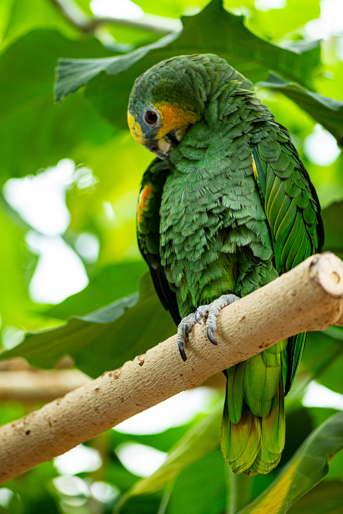 Orange-winged Amazon Parrot,  Victoria Butterfly Garden (captive)
