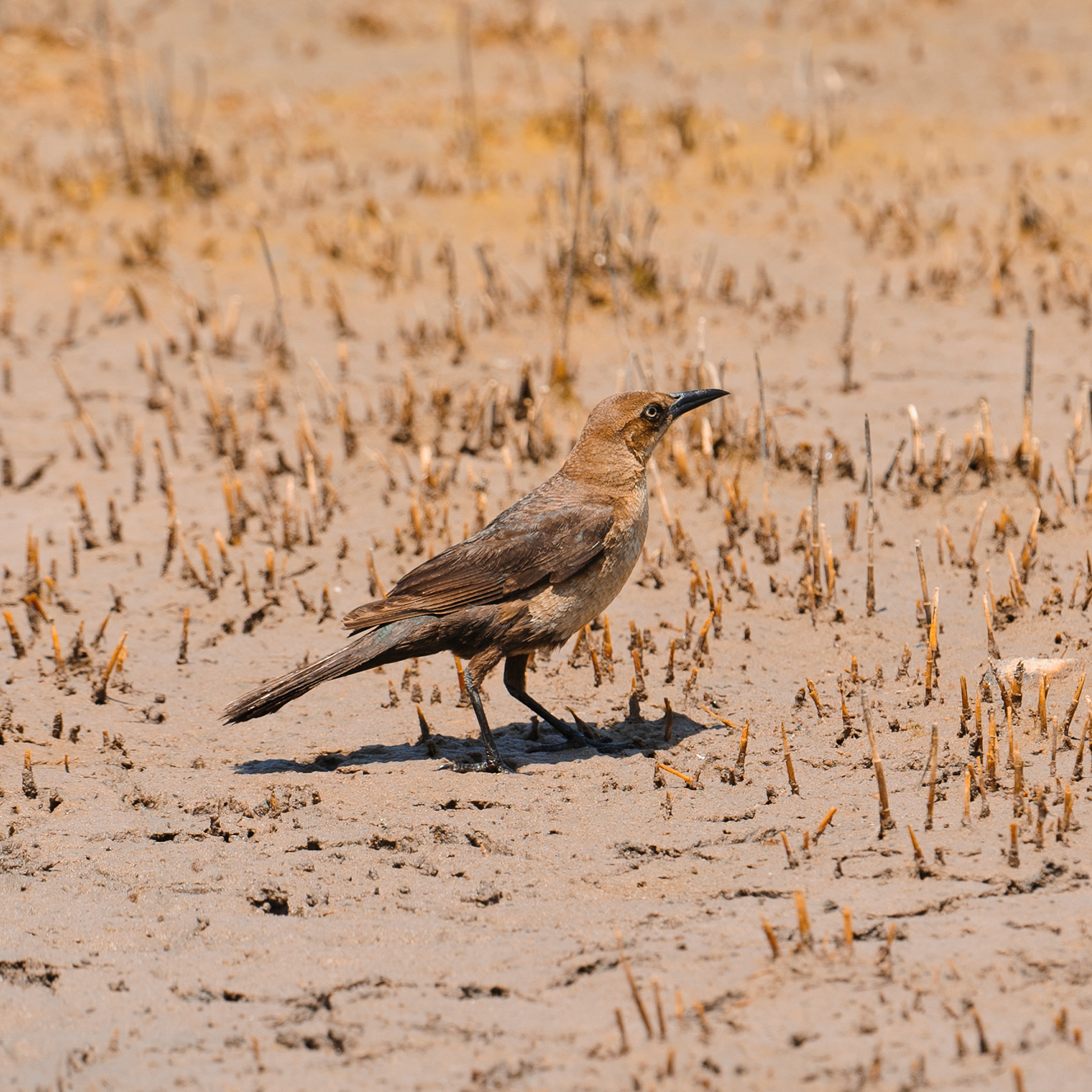 Common Grackle, Assateague Island National Seashore